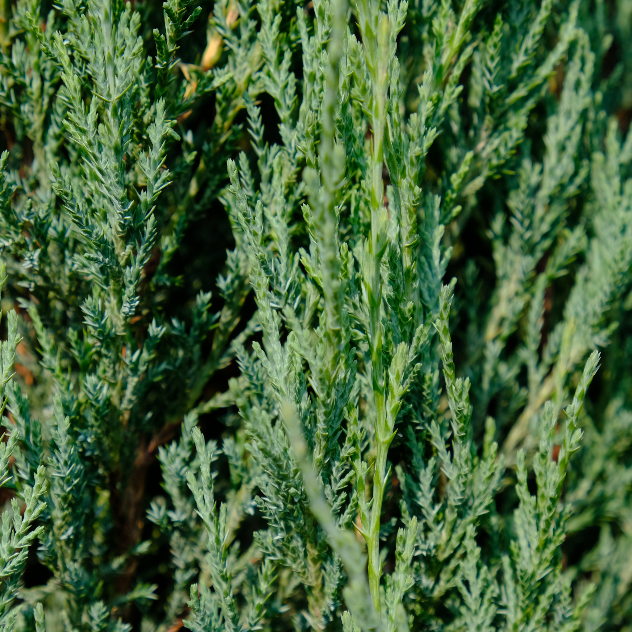 Rocky Mountain Juniper - Juniperus scopulorum 'Skyrocket' - Pencil Pine