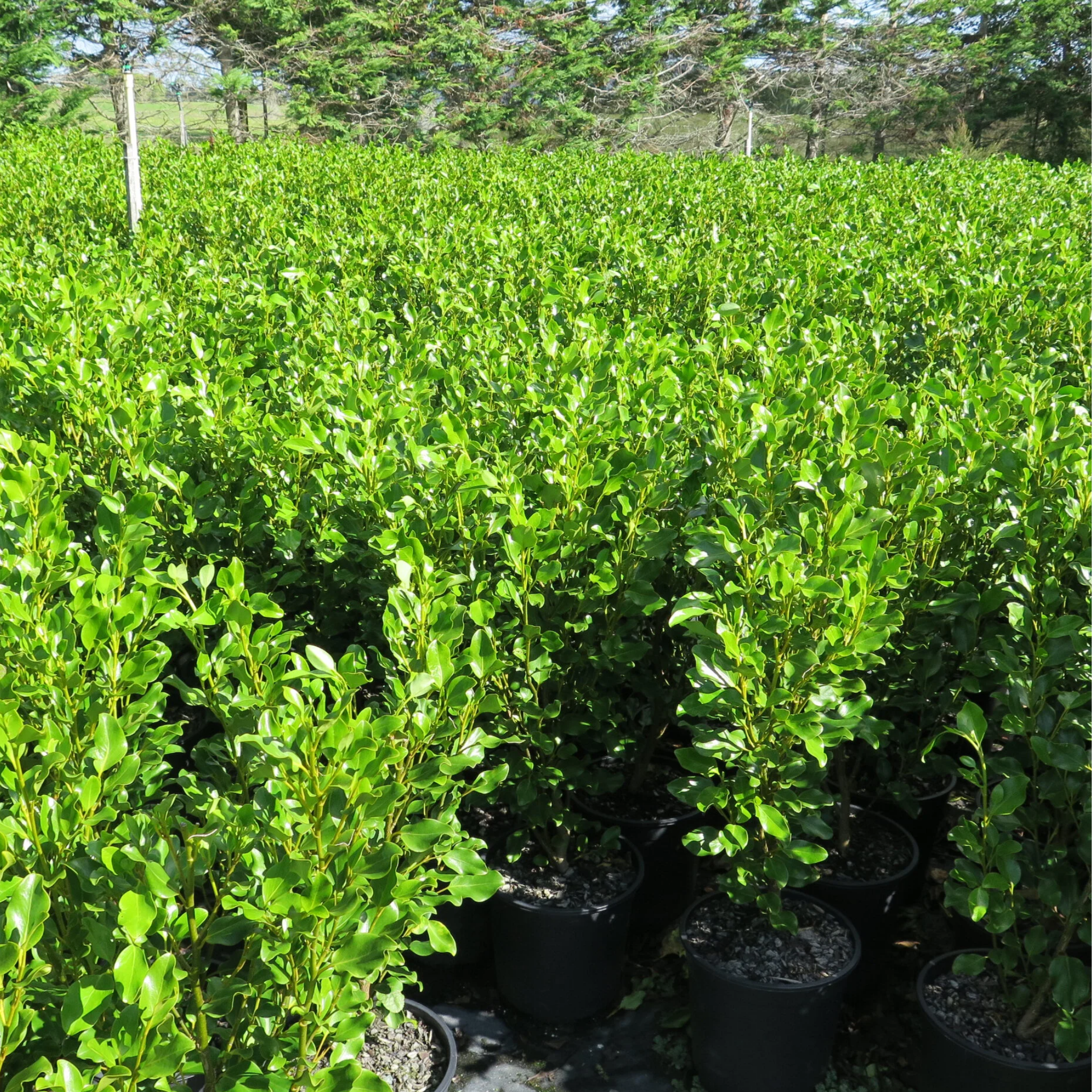 New Zealand Broadleaf Mint - Griselinia littoralis