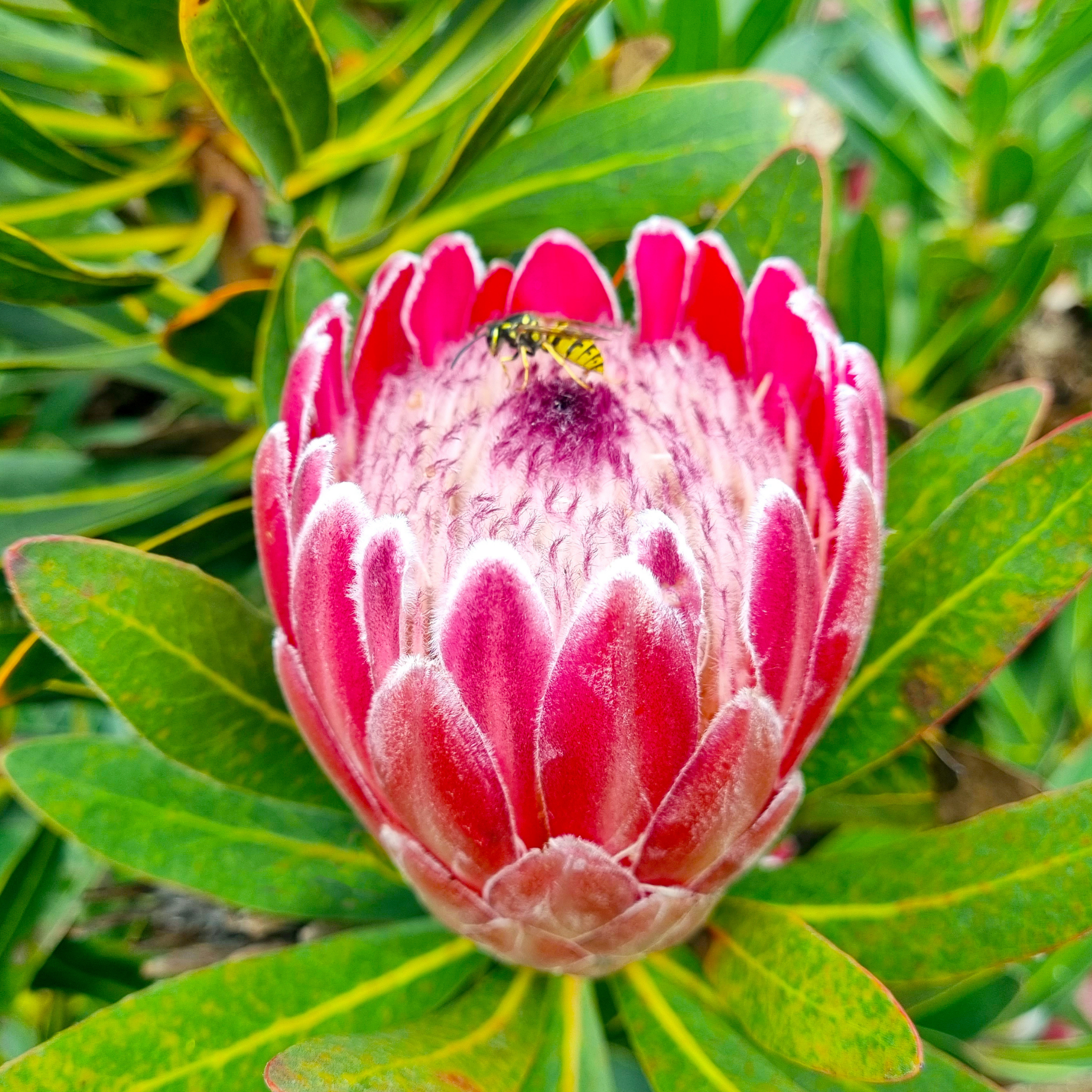Close-up of a pink protea flower with green leaves in the background