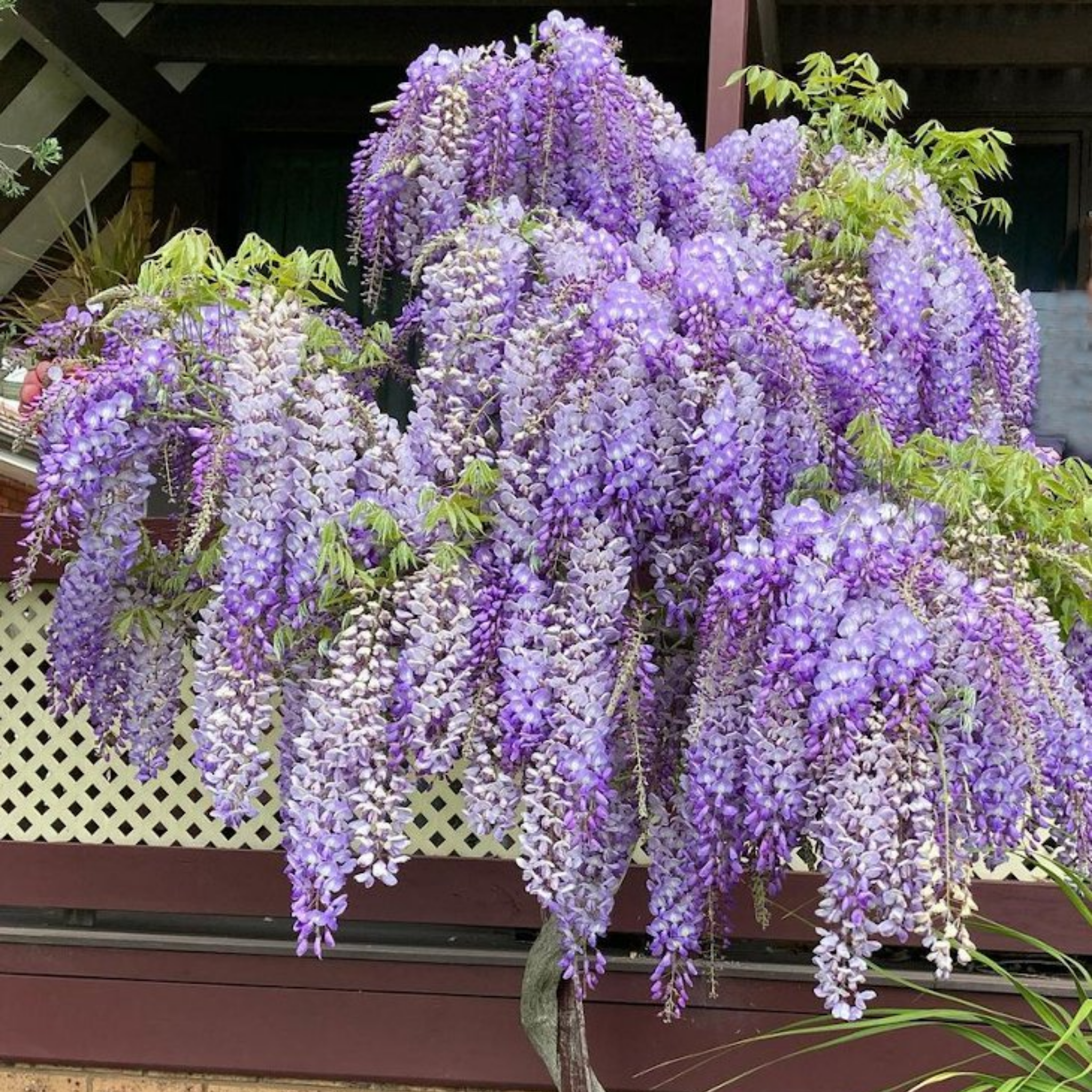 Chinese Wisteria - Wisteria sinensis