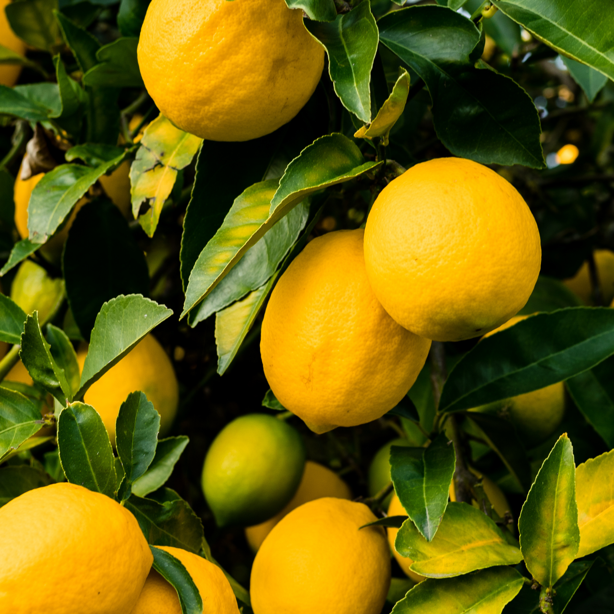 Dwarf Lemonicious Lemon - Citrus limon  Lemonicious