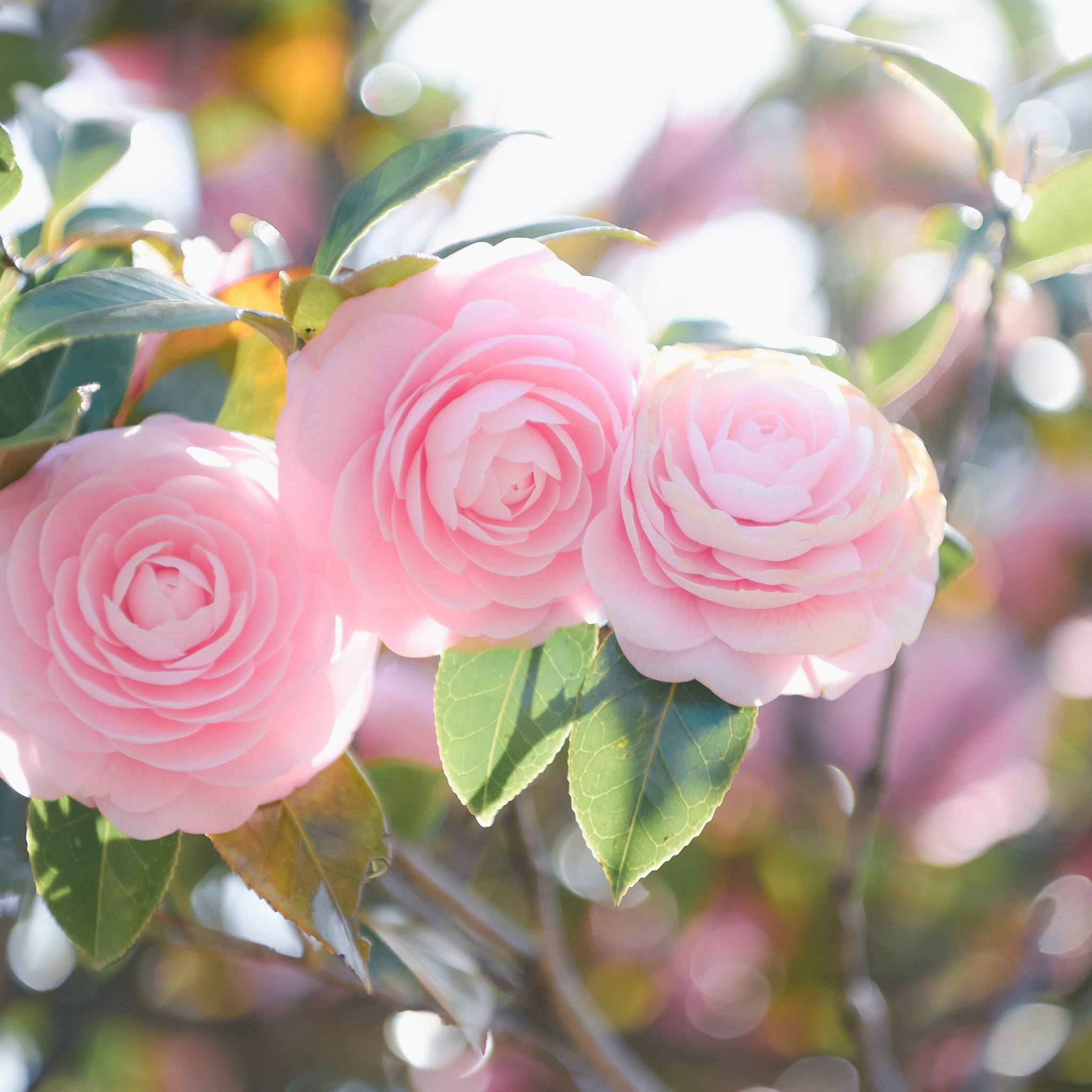 Camellia hybrida E G Waterhouse