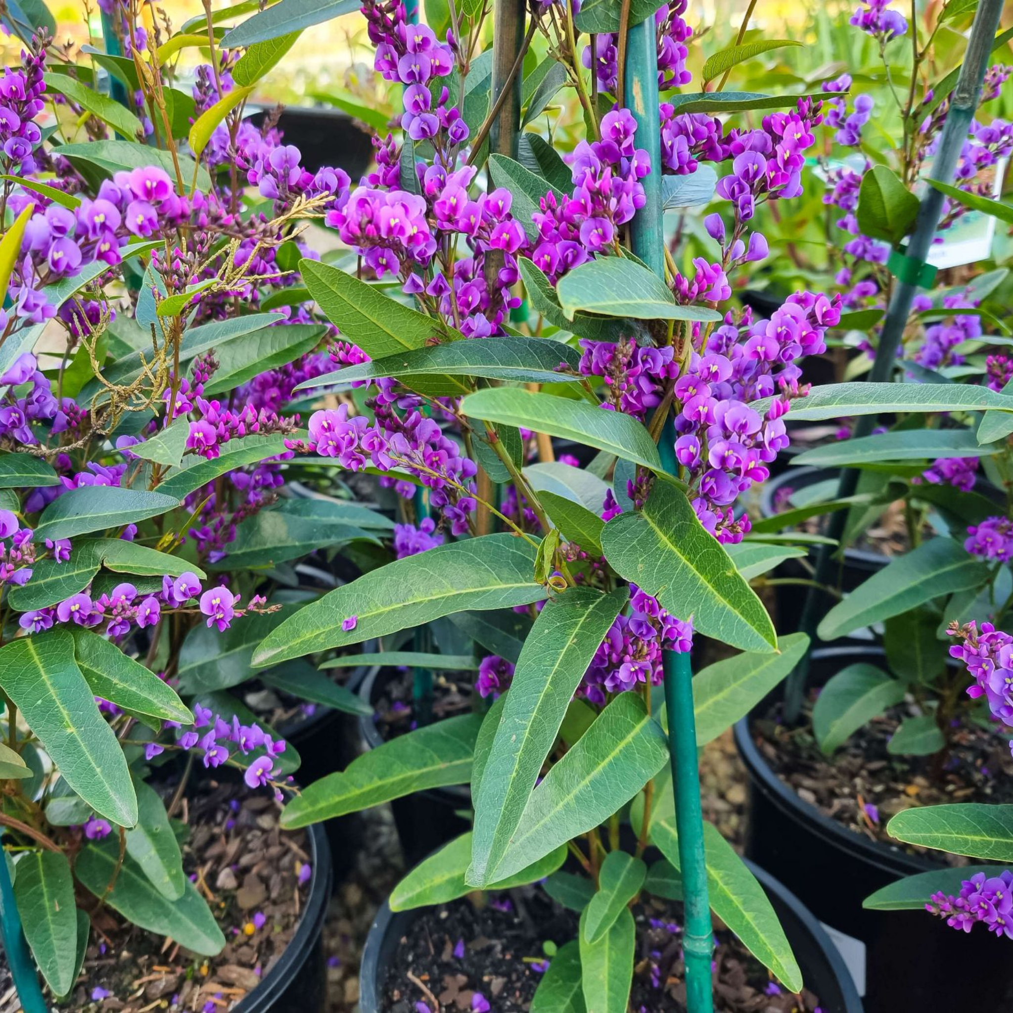 Hardenbergia violacea Happy Wanderer - Native Wisteria