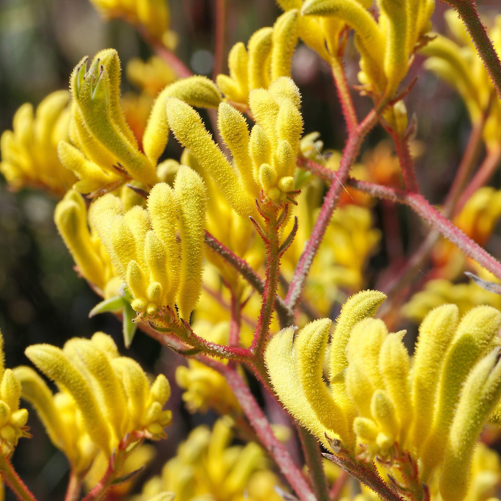 Golden Yellow Kangaroo Paw - Anigozanthos hybrida ‘Landscape Gold’