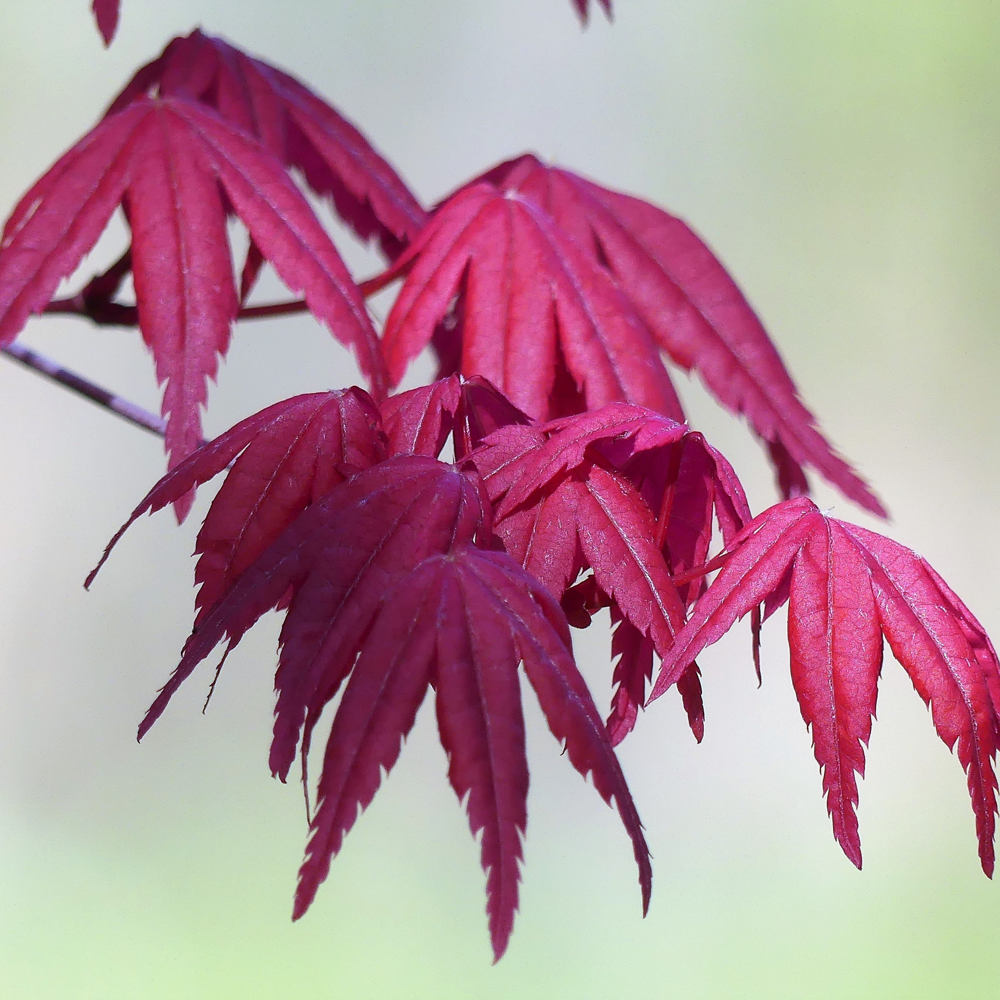 Close-up of vibrant pink maple leaves against a blurred background