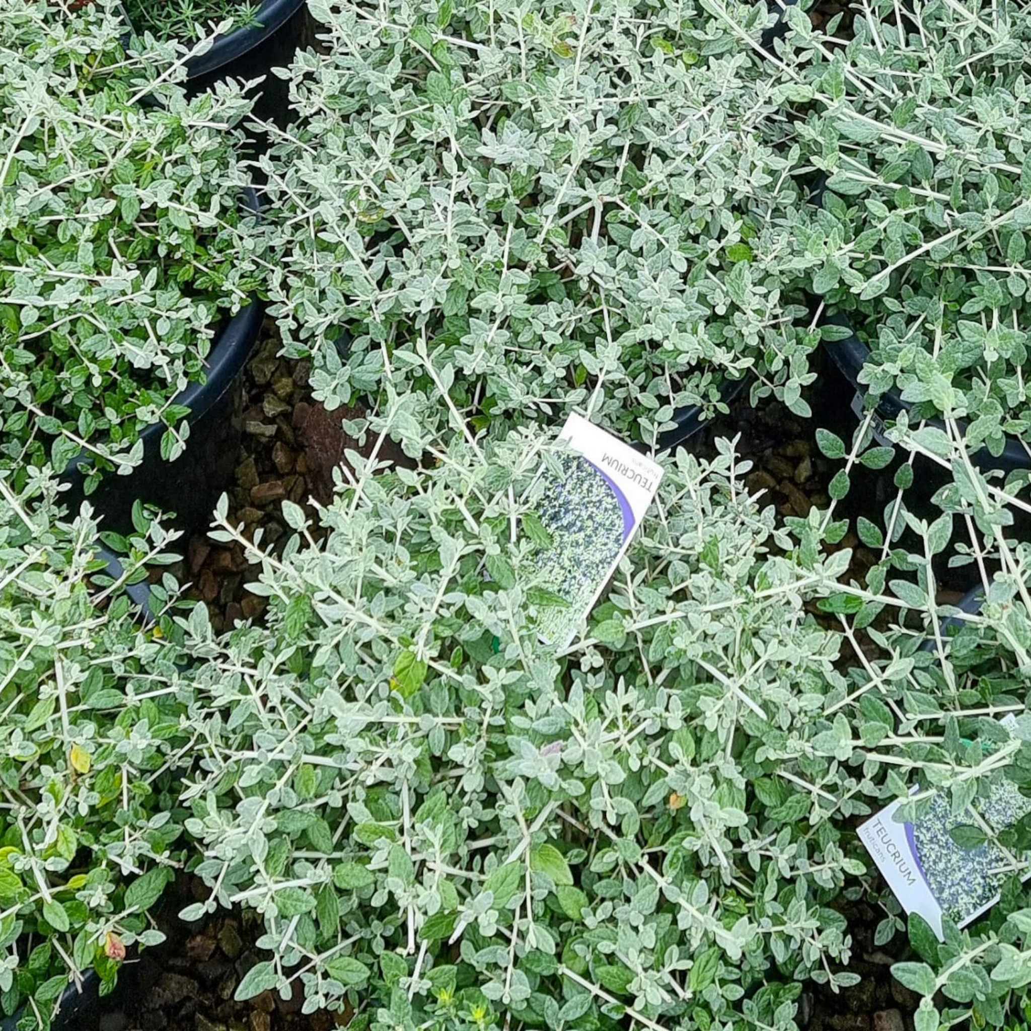 Shrubby Germander - Teucrium fruticans
