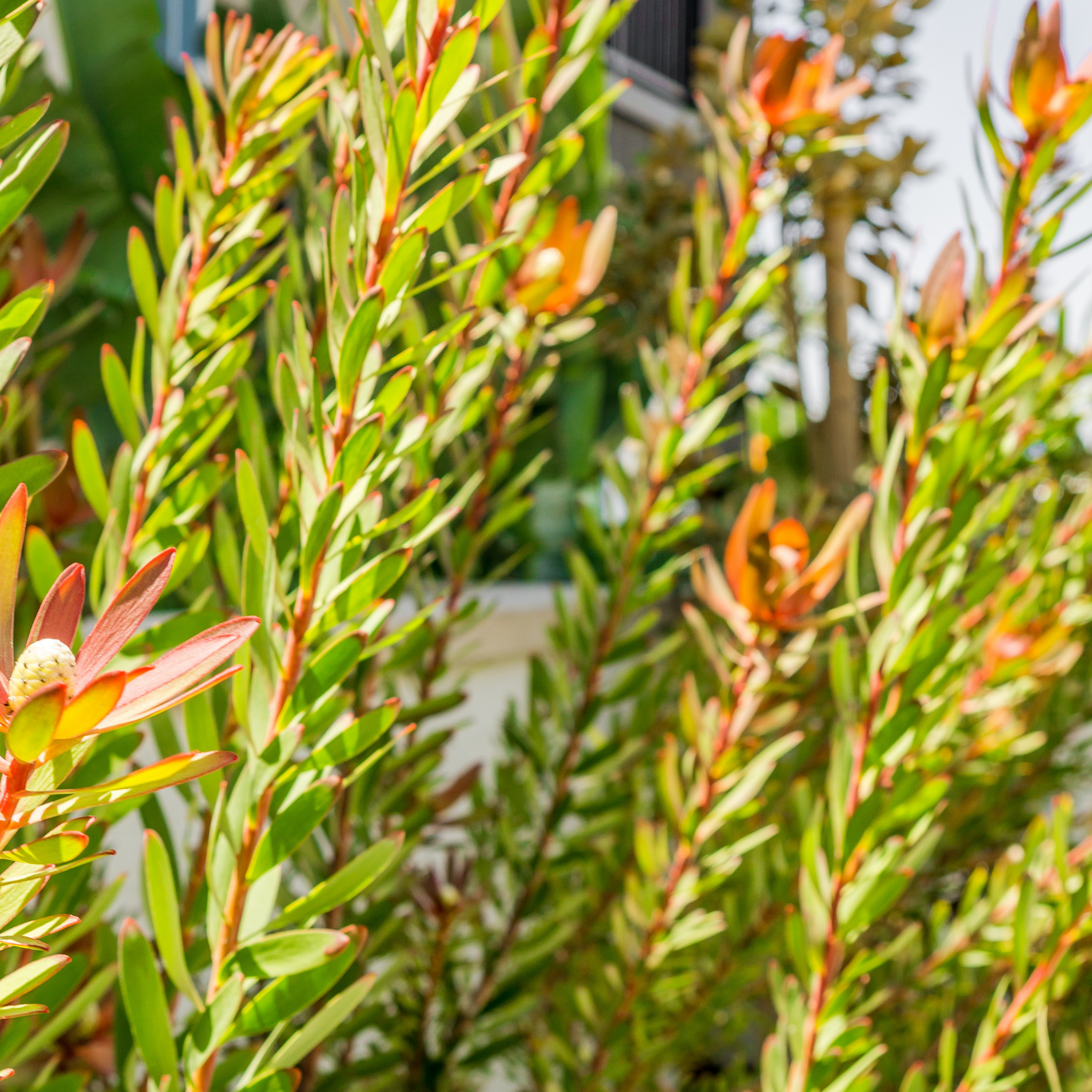 Yellow Conebush - Leucadendron hybrida Sundance