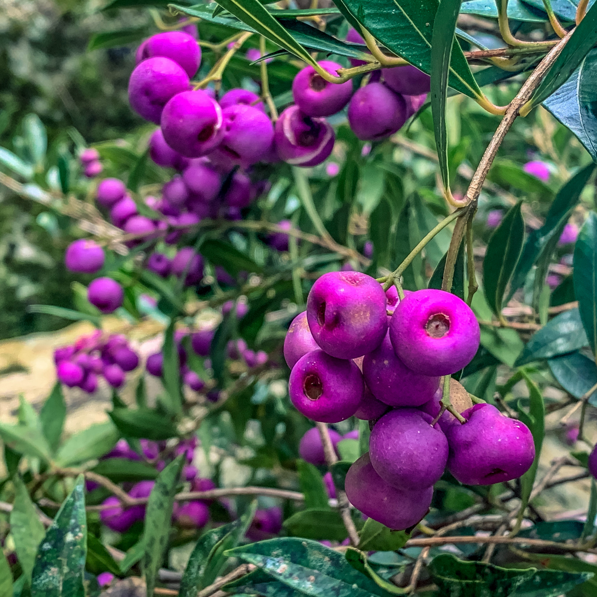 Lilly Pilly Winter Lights - Syzygium australe Winter Lights