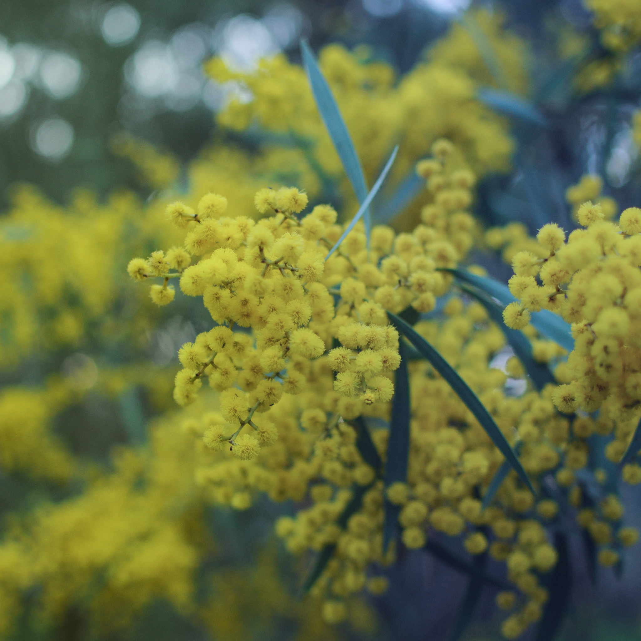 Acacia Golden Wattle - Acacia pycnantha