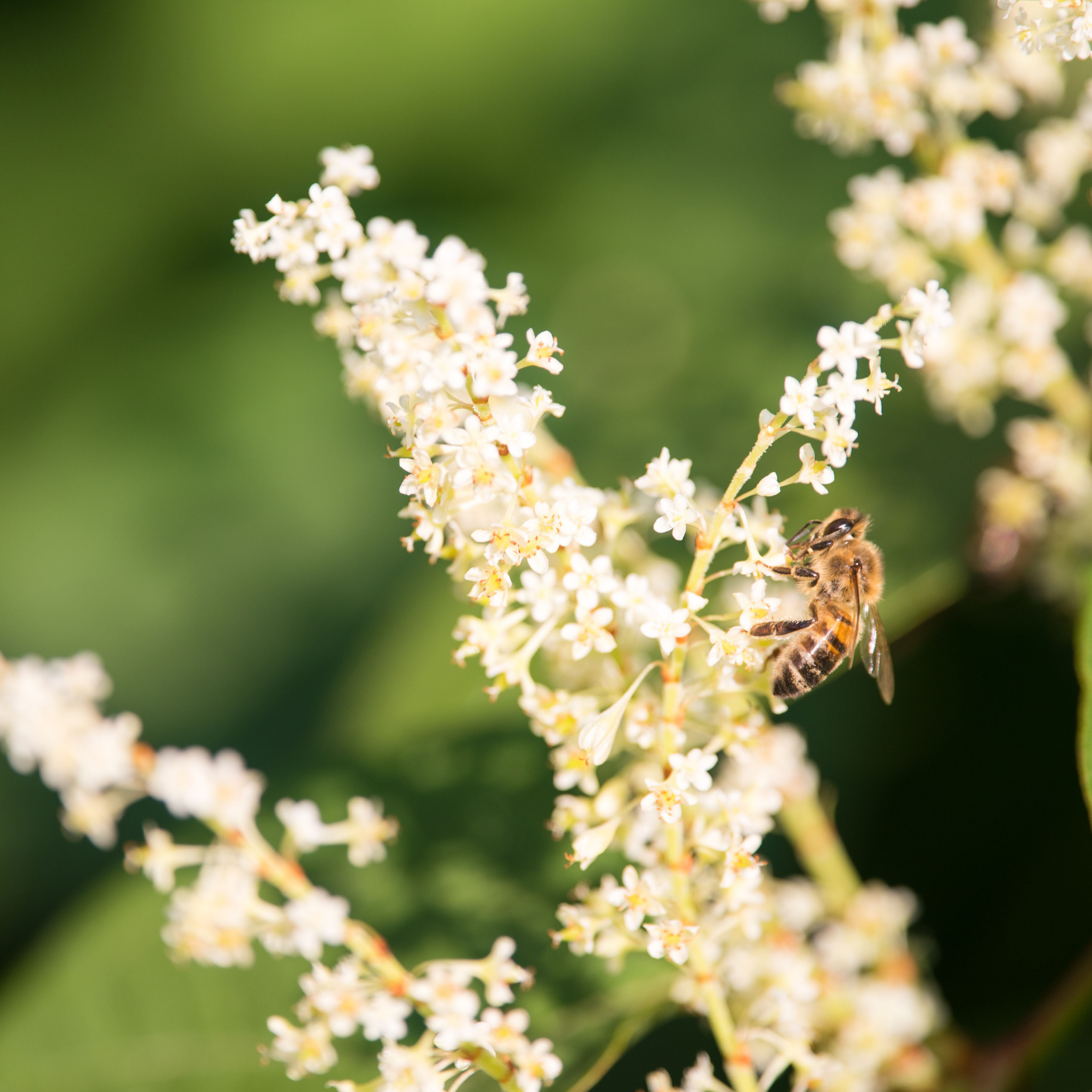 Bee on a white flower with a blurred green background