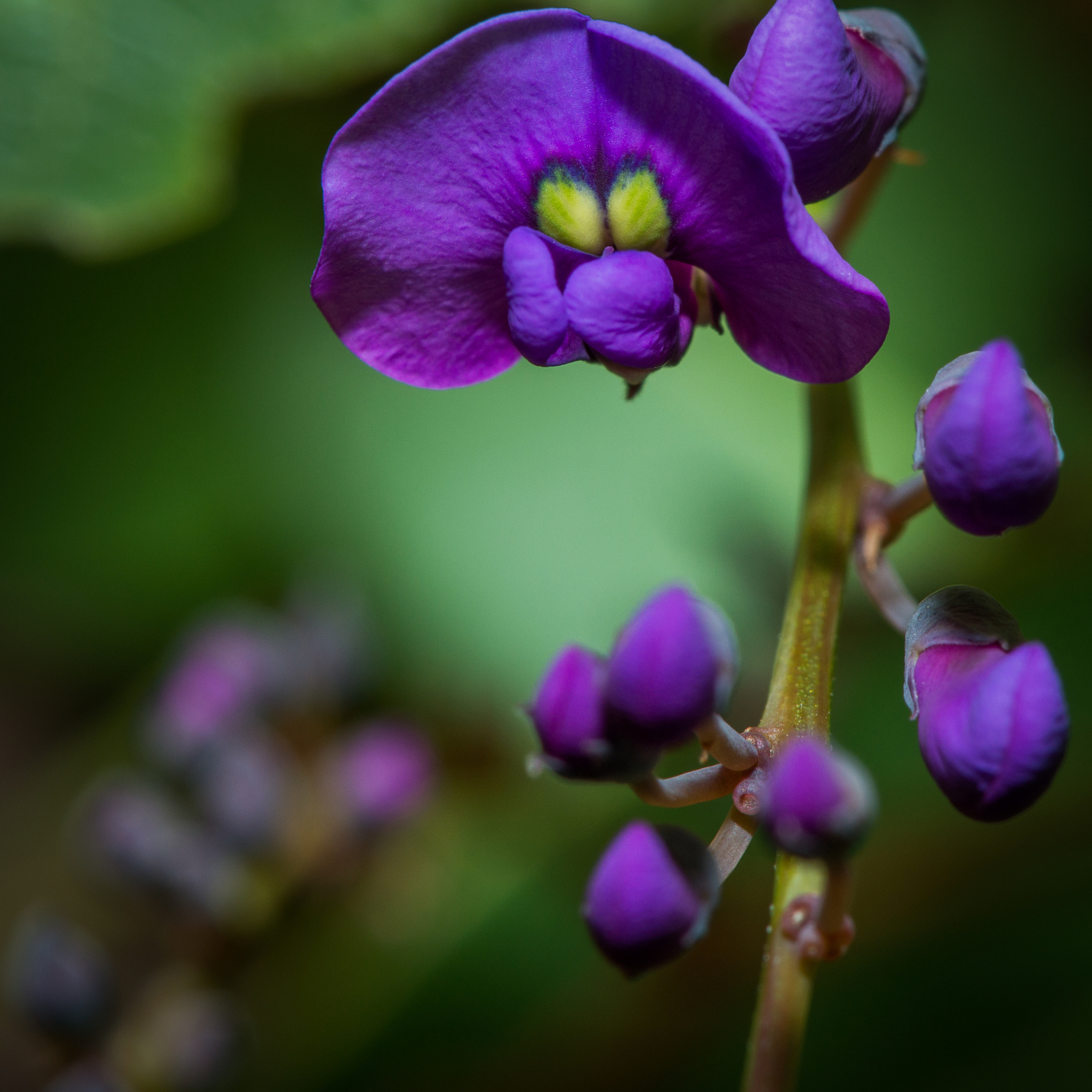 Dwarf Native Wisteria - Hardenbergia violacea 'Mini Haha'