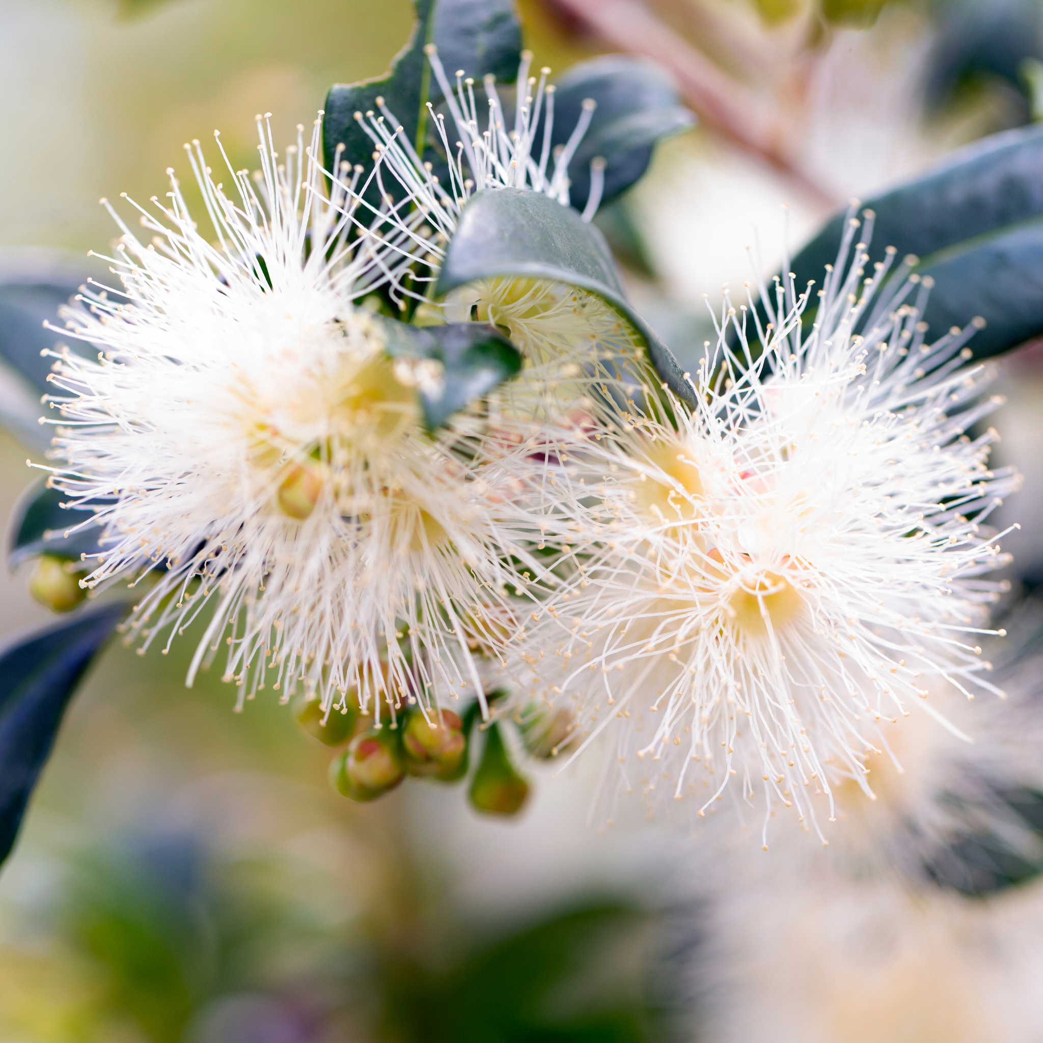 Lilly Pilly Screen It - Syzygium australe Screen It