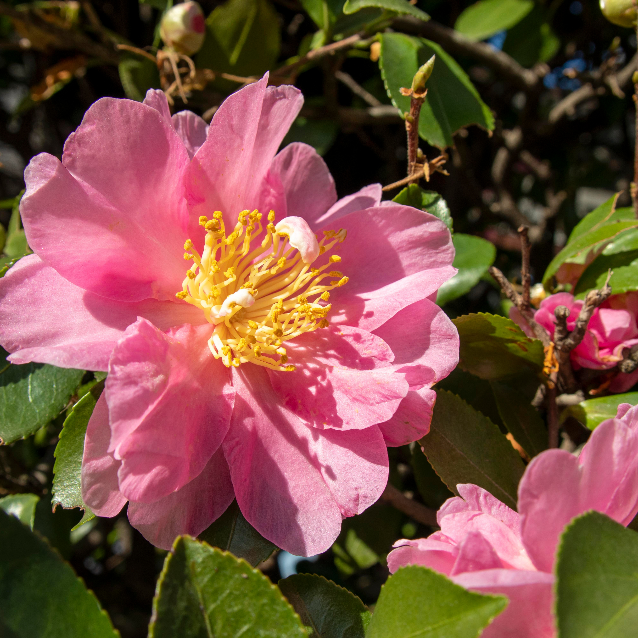 Camellia Paradise Olivia - Camellia sasanqua 'Paradise Olivia'