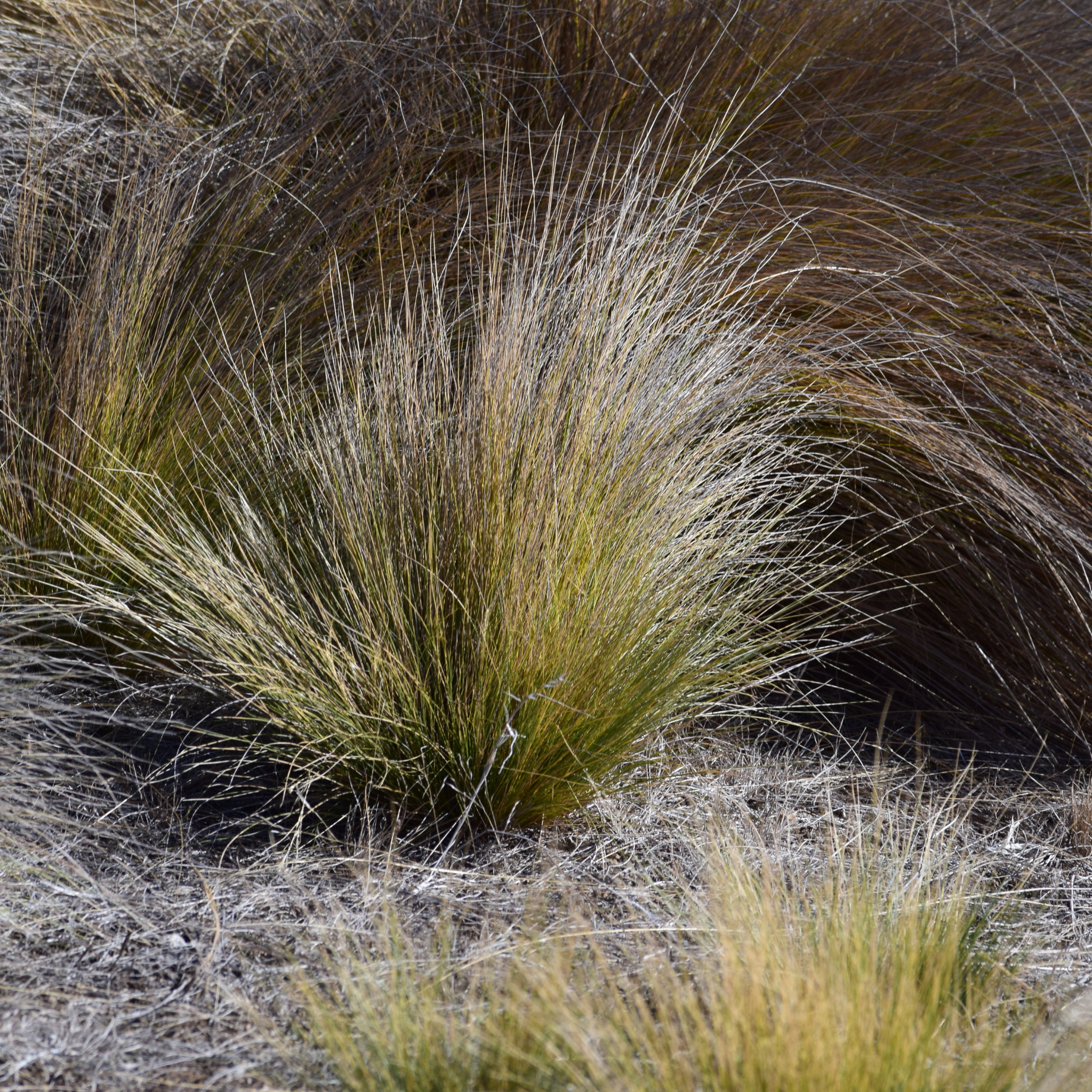 Native Velvet Tussock Grass