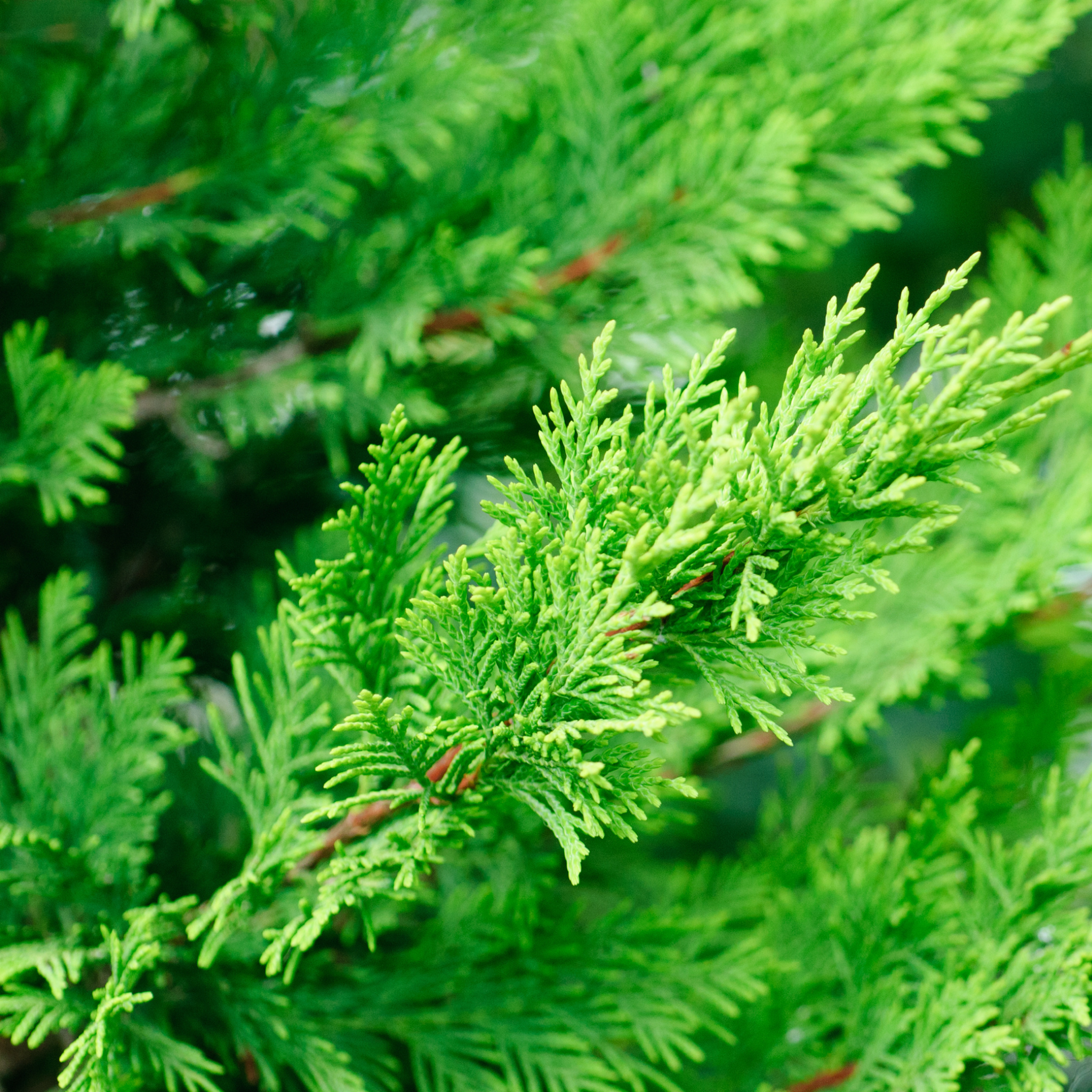Close-up of green shrubbery with a blurred background