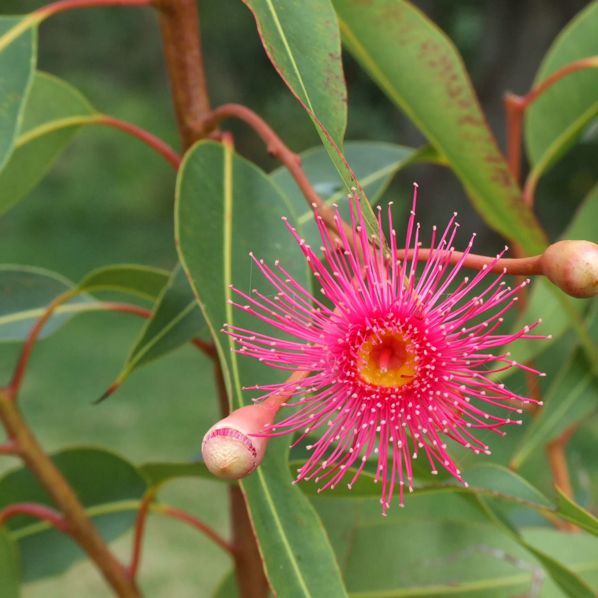 Eucalyptus leucoxylon Rosea Dwarf -  Dwarf Pink Flowering Yellow Gum