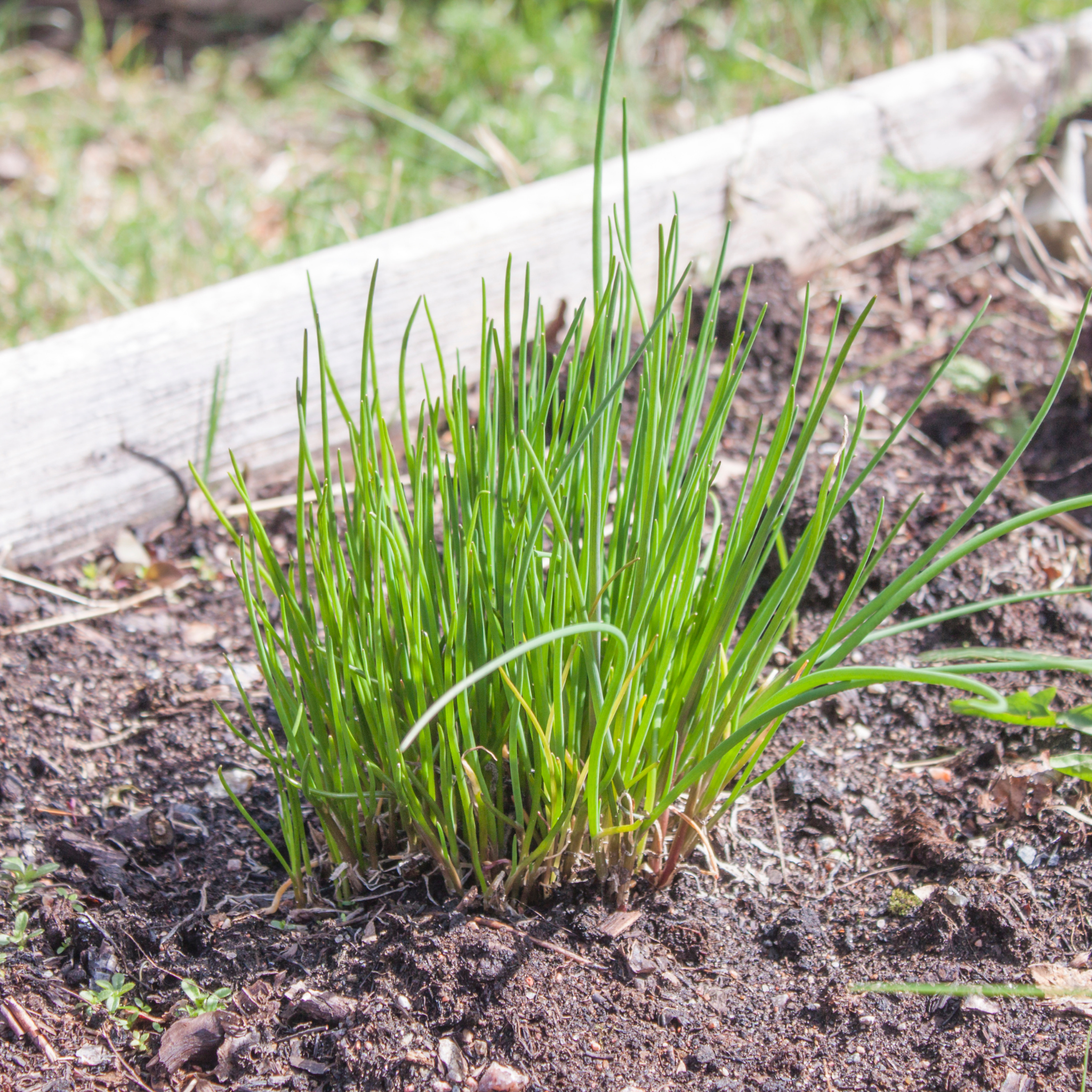 Chives - Allium schoenoprasum