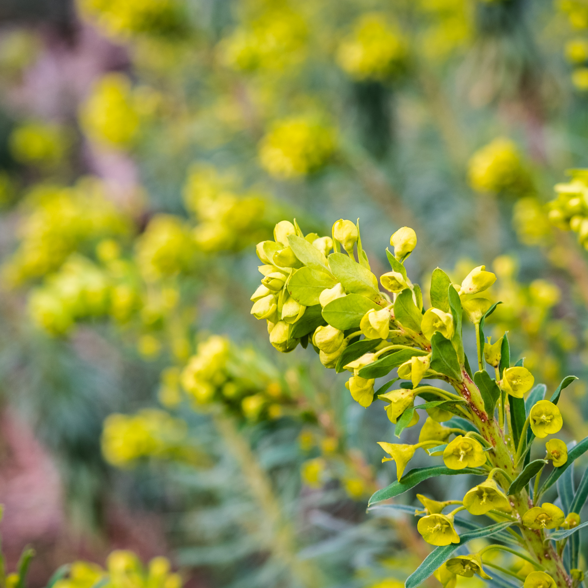 Glacier Blue Spurge - Euphorbia characias 'Glacier Blue'