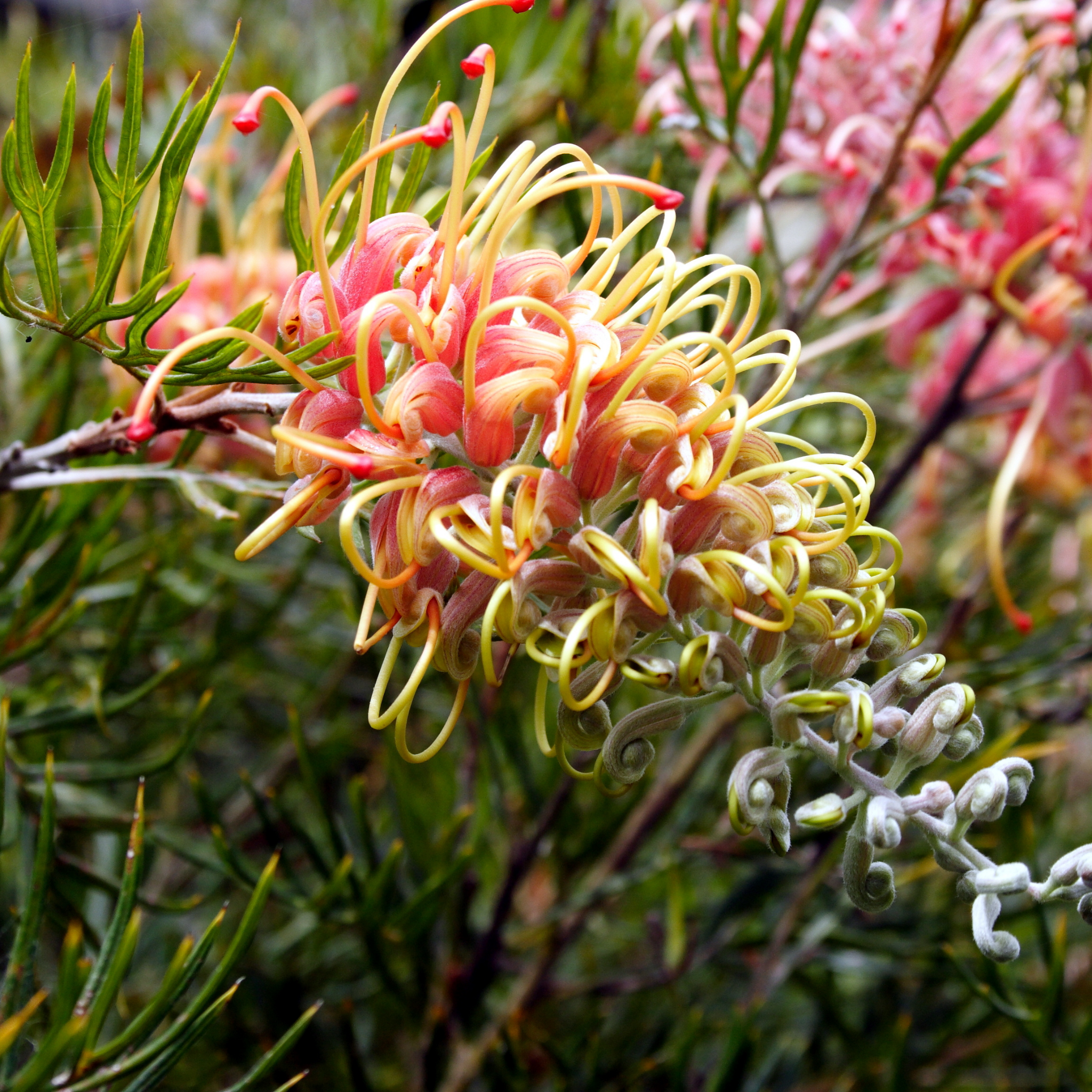 Grevillea 'Superb' - Grevillea banksii bipinnatifida Superb