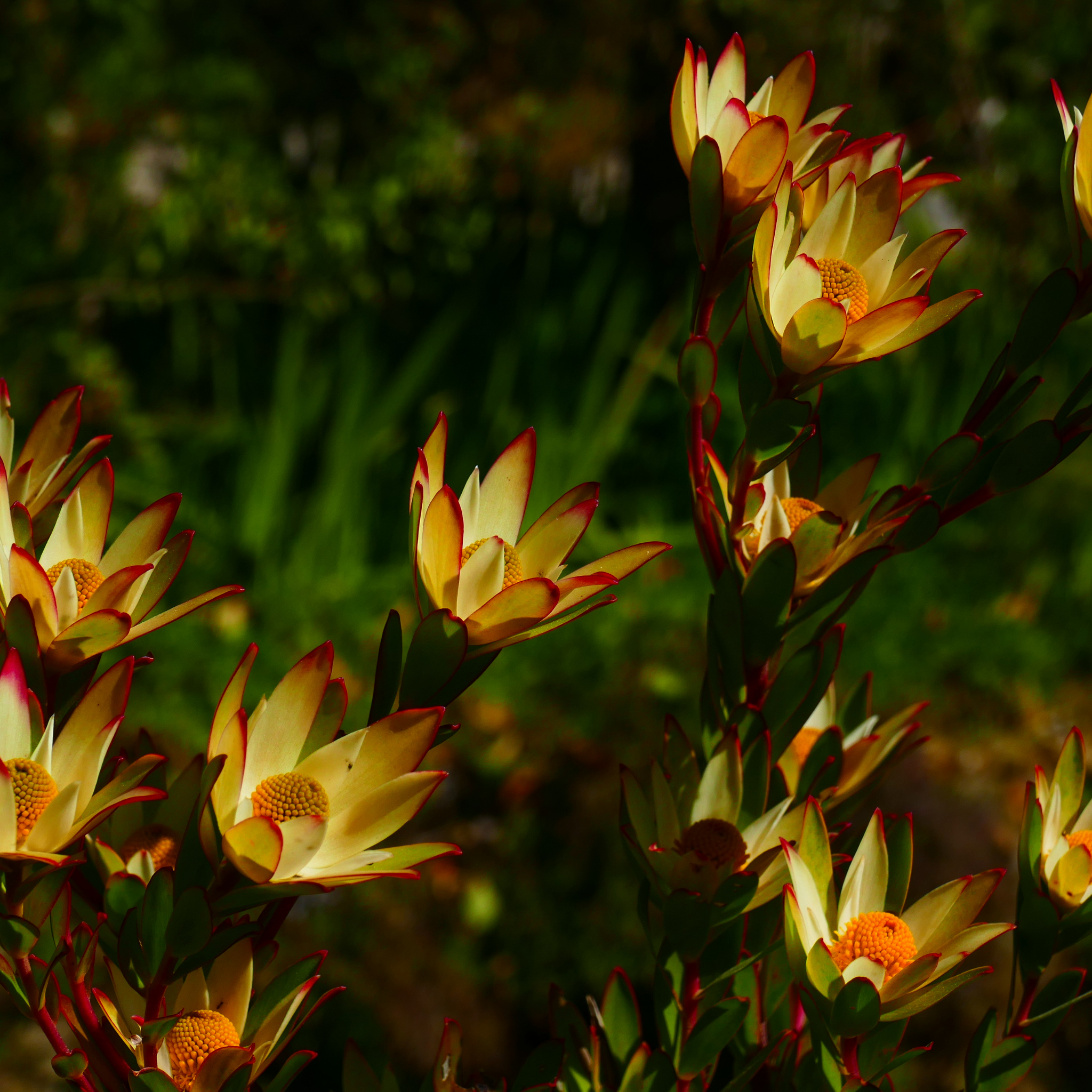Conebush Fireglow - Leucadendron salignum Fireglow
