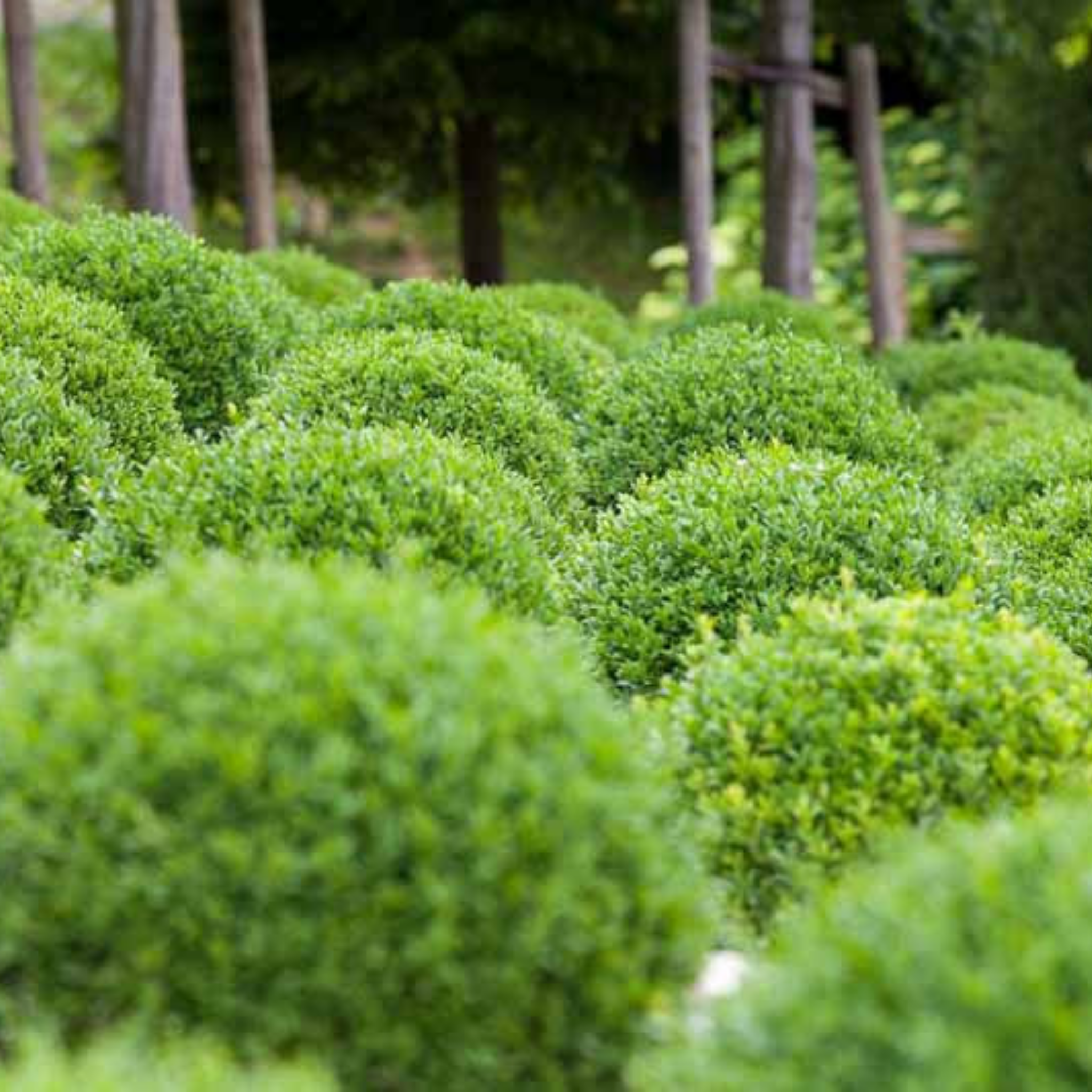 Row of green shrubs with a blurred background