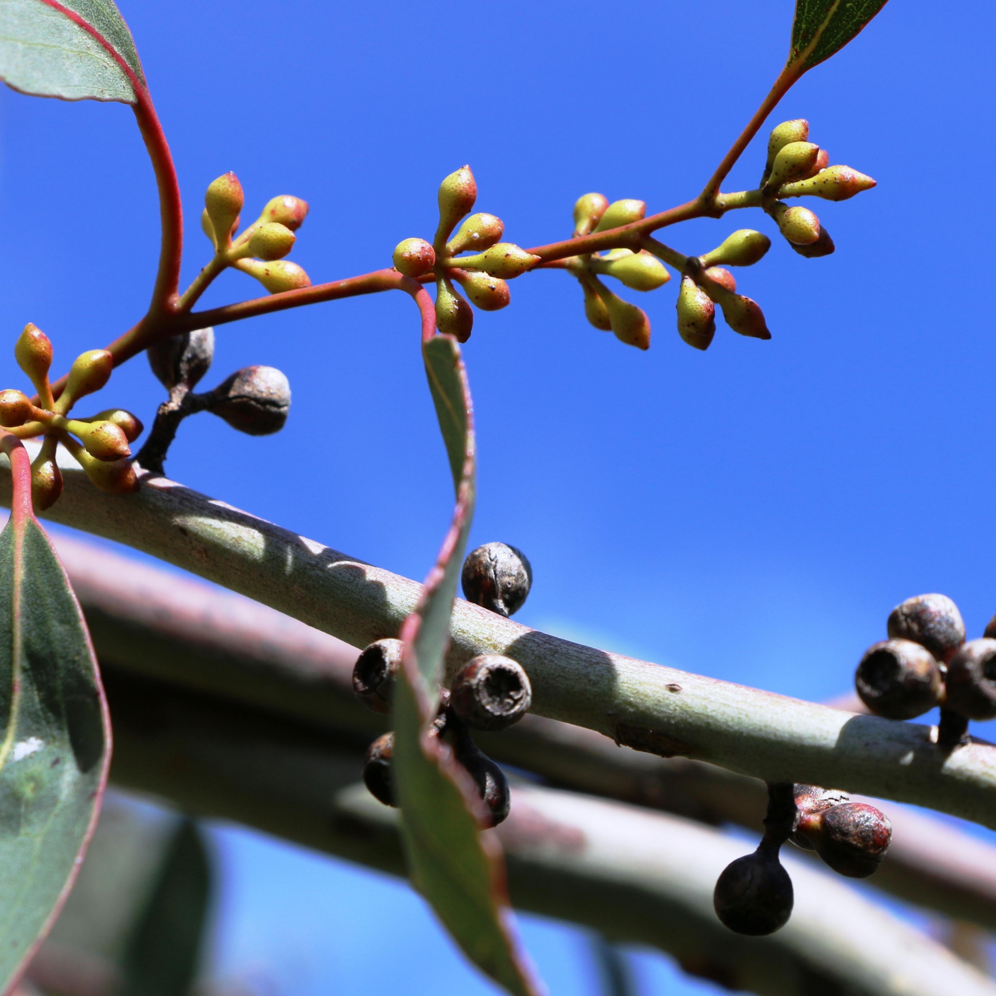 Yellow Box Gum - Eucalyptus melliodora