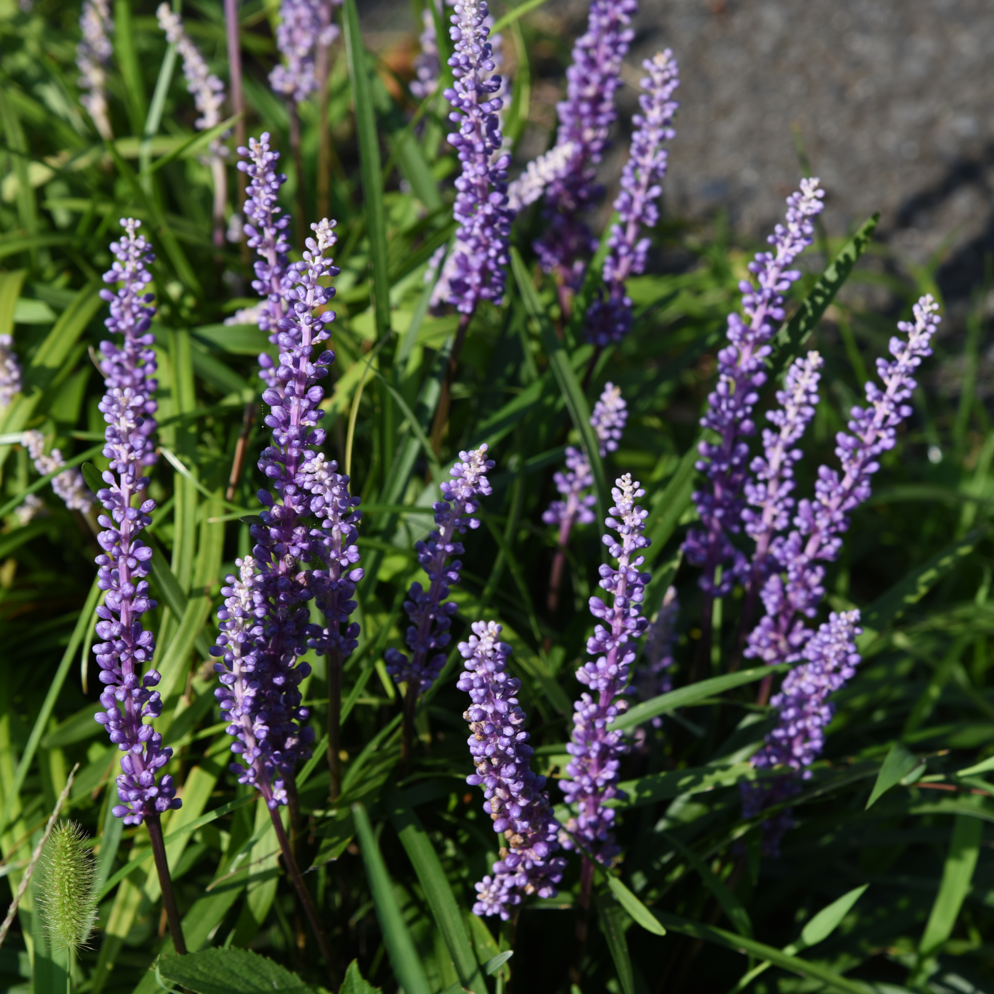 Lillyturf Royal Purple - Liriope muscari Royal Purple