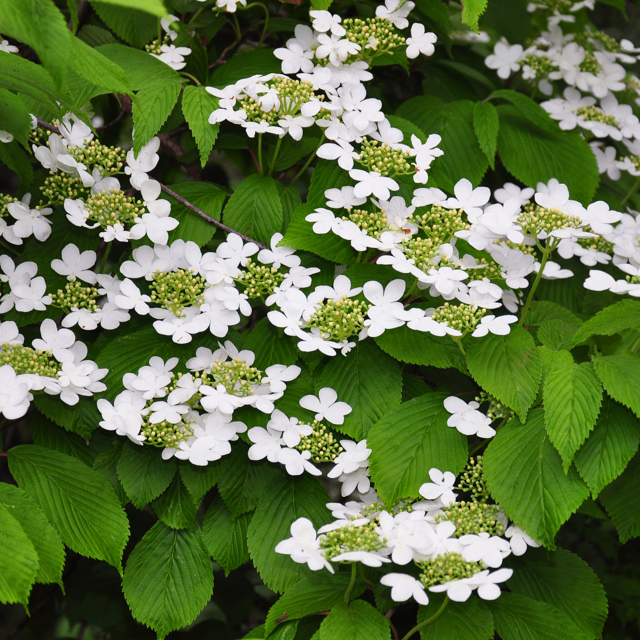 Viburnum plicatum Japanese snowball - Viburnum plicatum tomentosum Mariesii