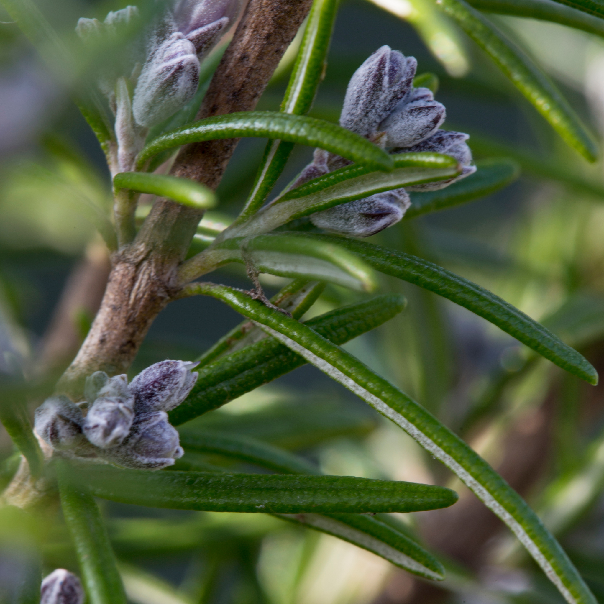 Rosemary Tuscan Blue - Rosmarinus officinalis Tuscan Blue