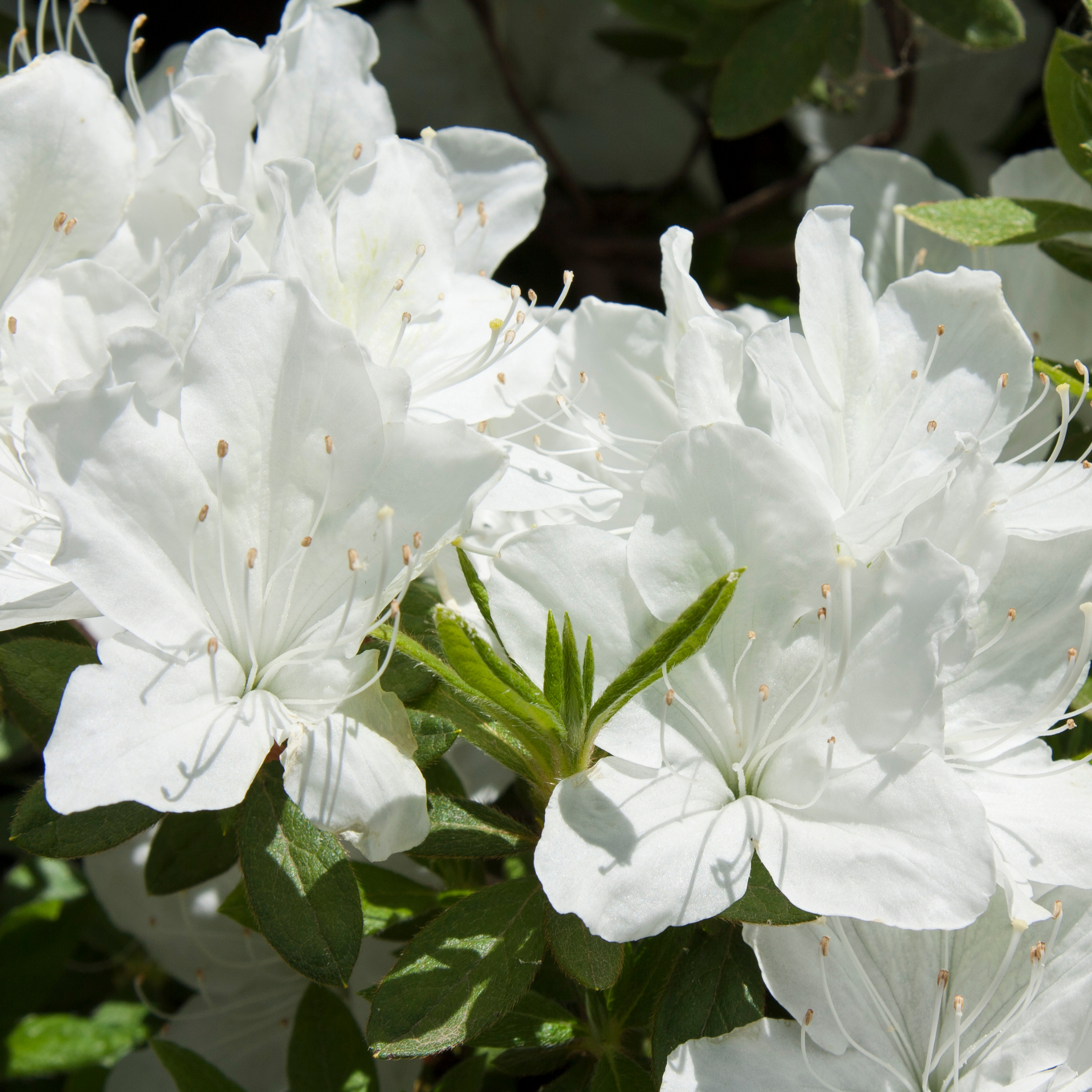 Close-up of white flowers with green leaves in the background