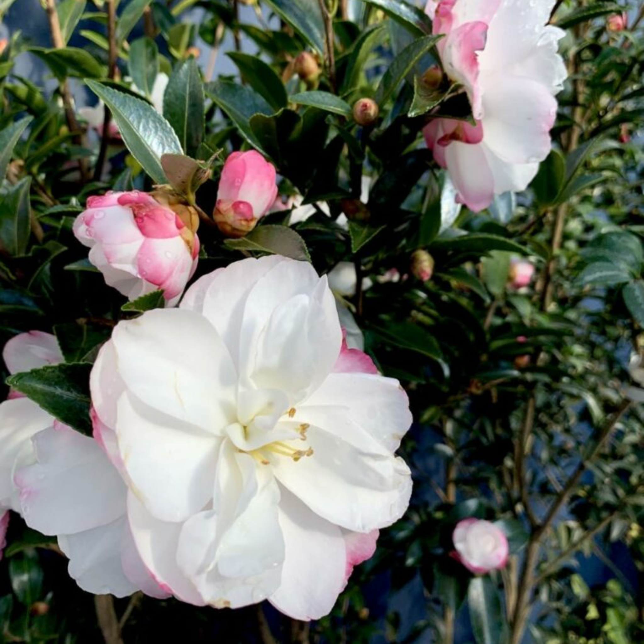 Camellia Paradise Blush - Camellia sasanqua 'Paradise Blush'