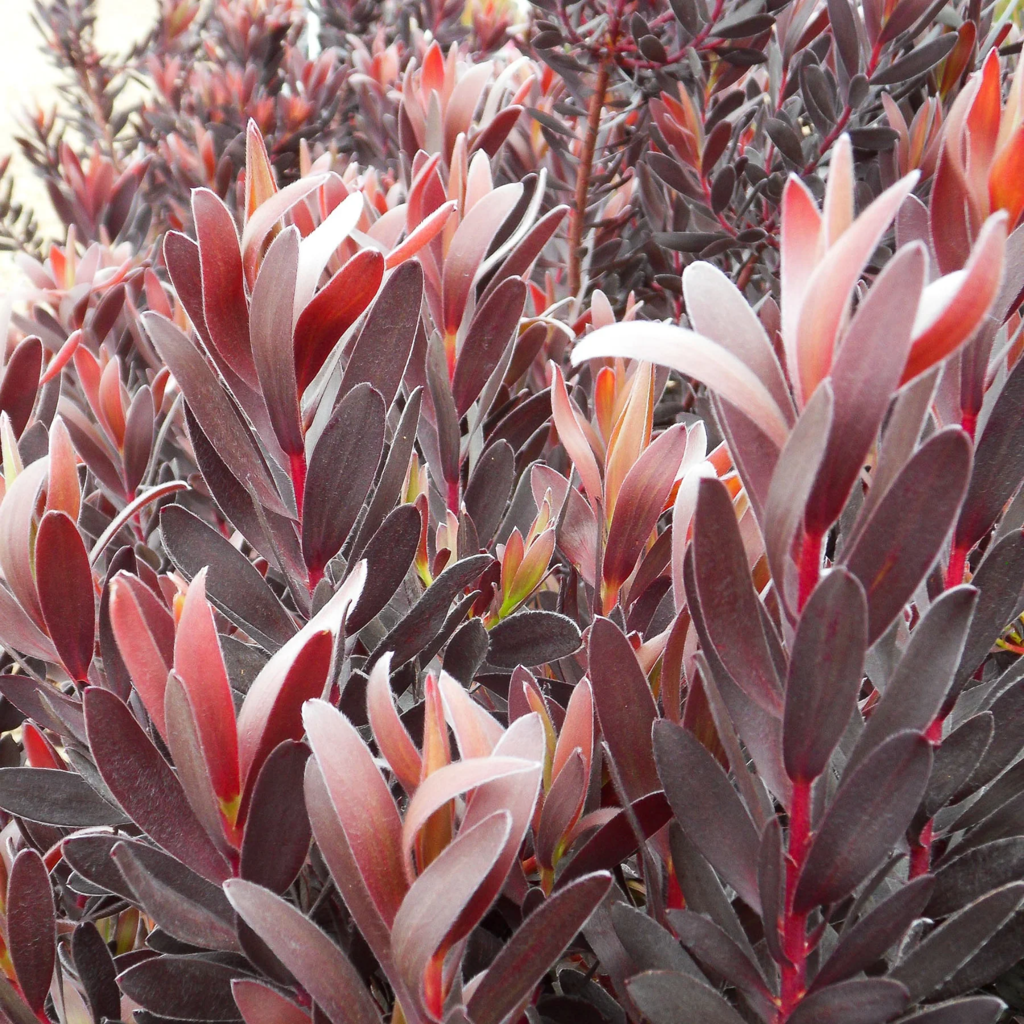 Burgundy Sunset Conebush - Leucadendron laureolum Burgundy Sunset