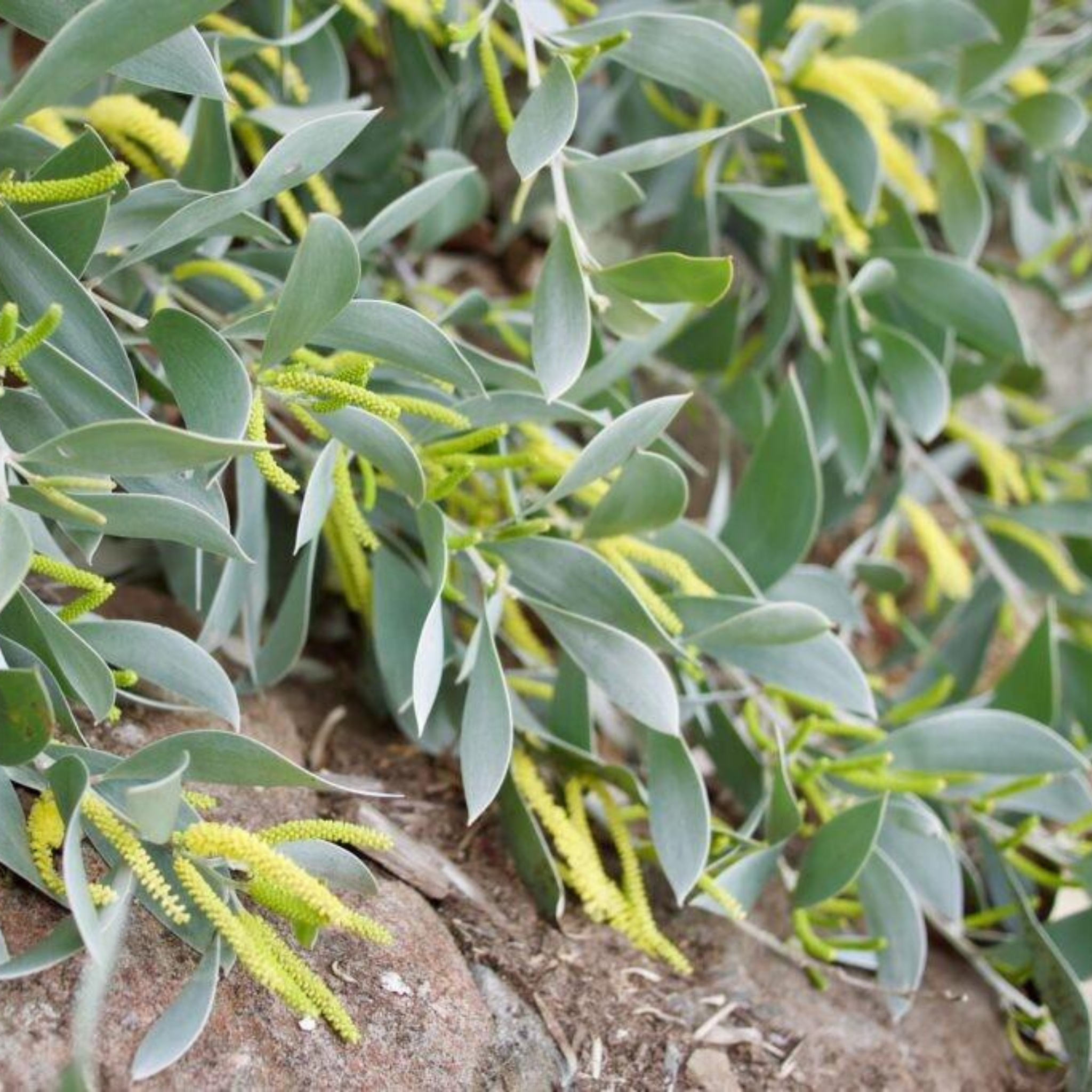 Sterling Silver Wattle -  Acacia binervia Sterling Silver