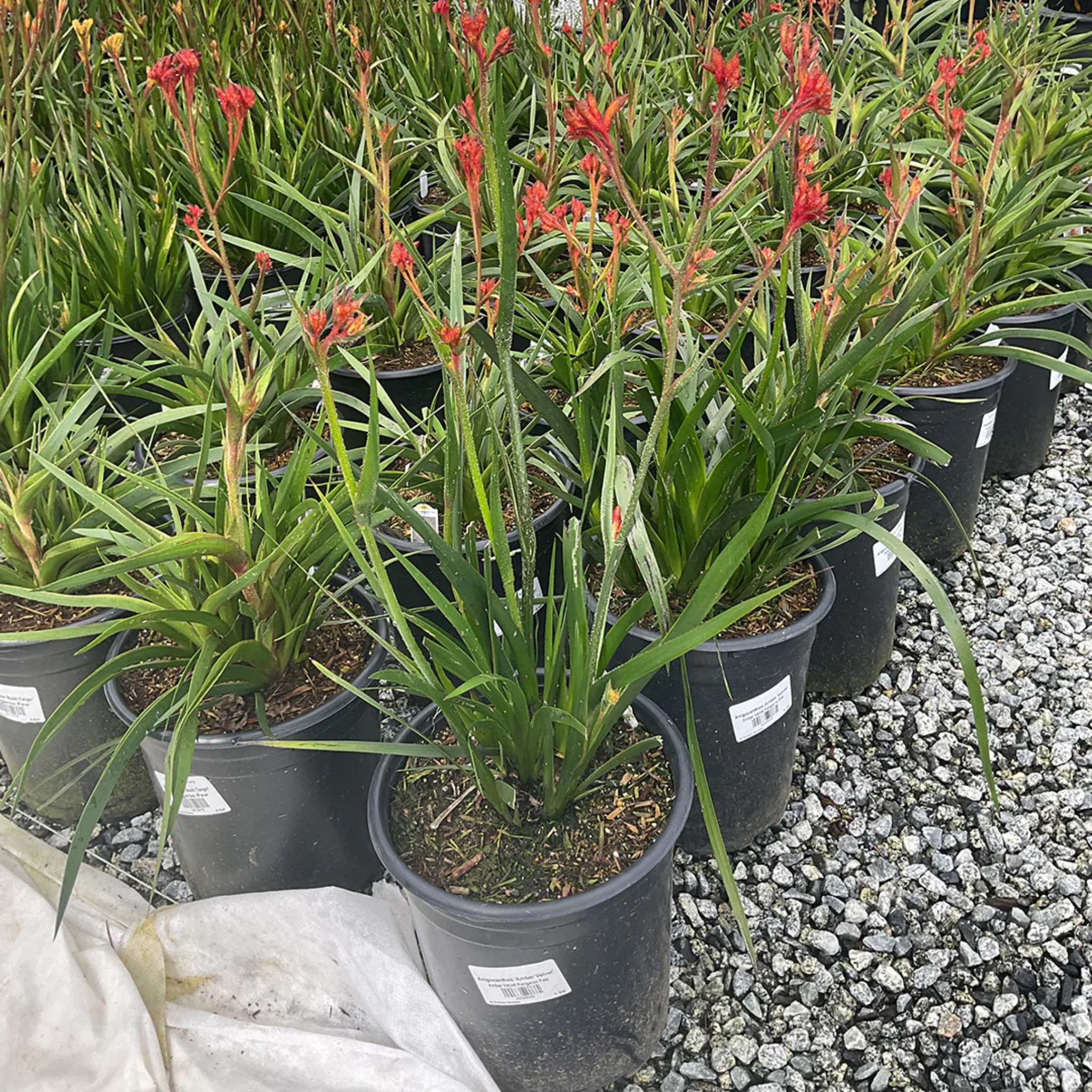 Amber-red Kangaroo Paw 'Amber Velvet' - Anigozanthos hybrida