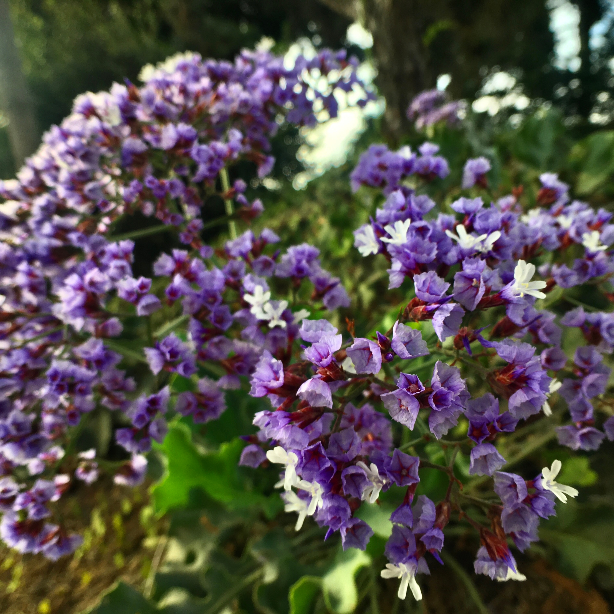 Sea Lavender - Limonium perezii