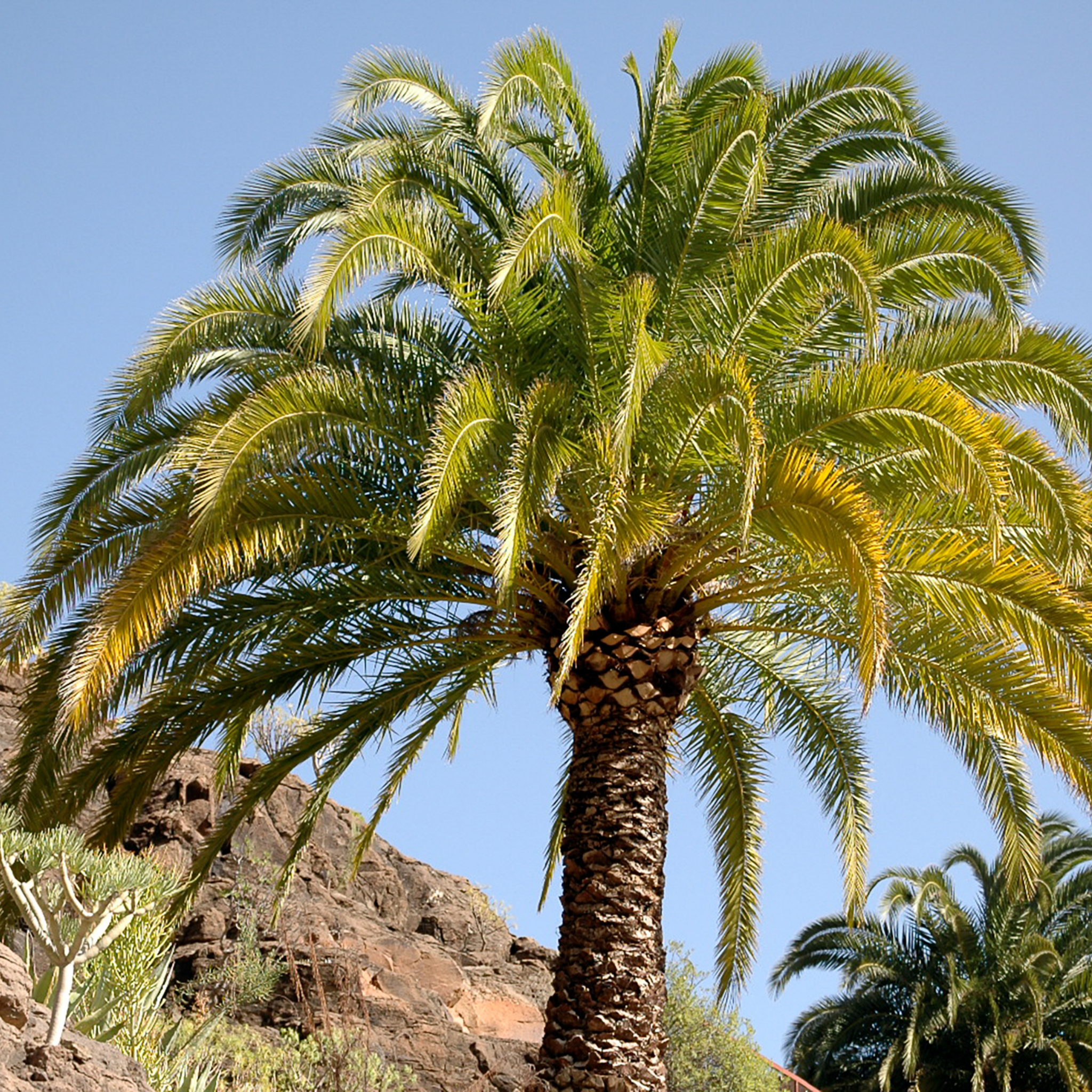 Palm tree with rocky landscape and clear blue sky