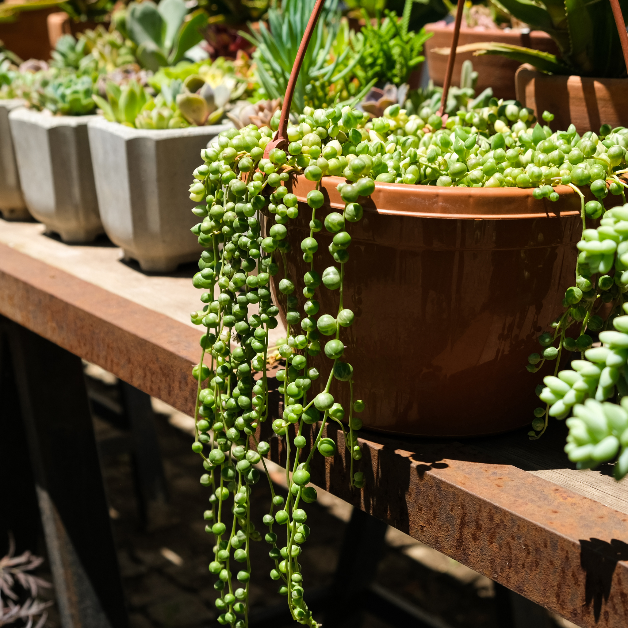 String of Pearls - Senecio rowleyanus String of Beads Succulent