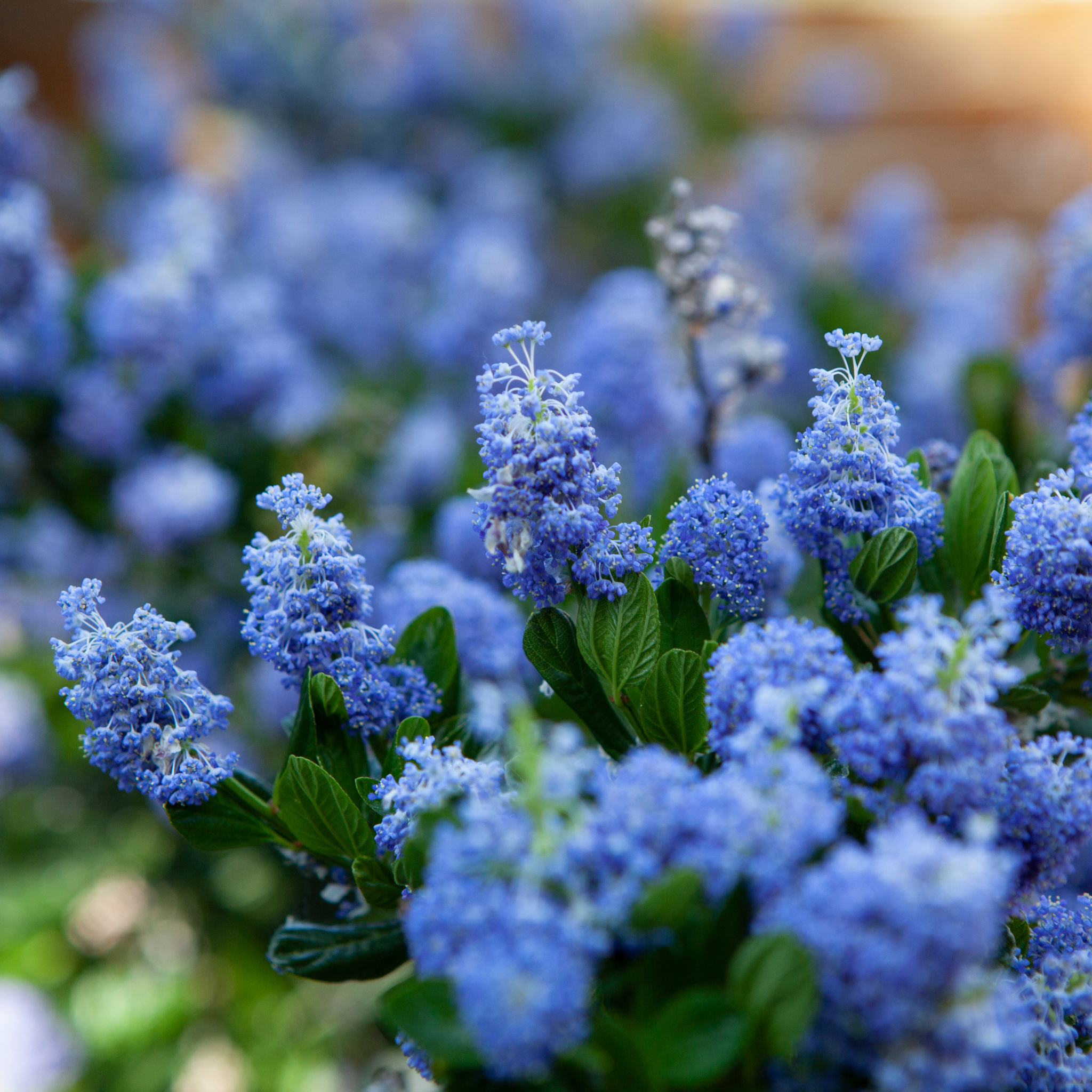 California Lilac - Ceanothus griseus horizontalis Yankee Point