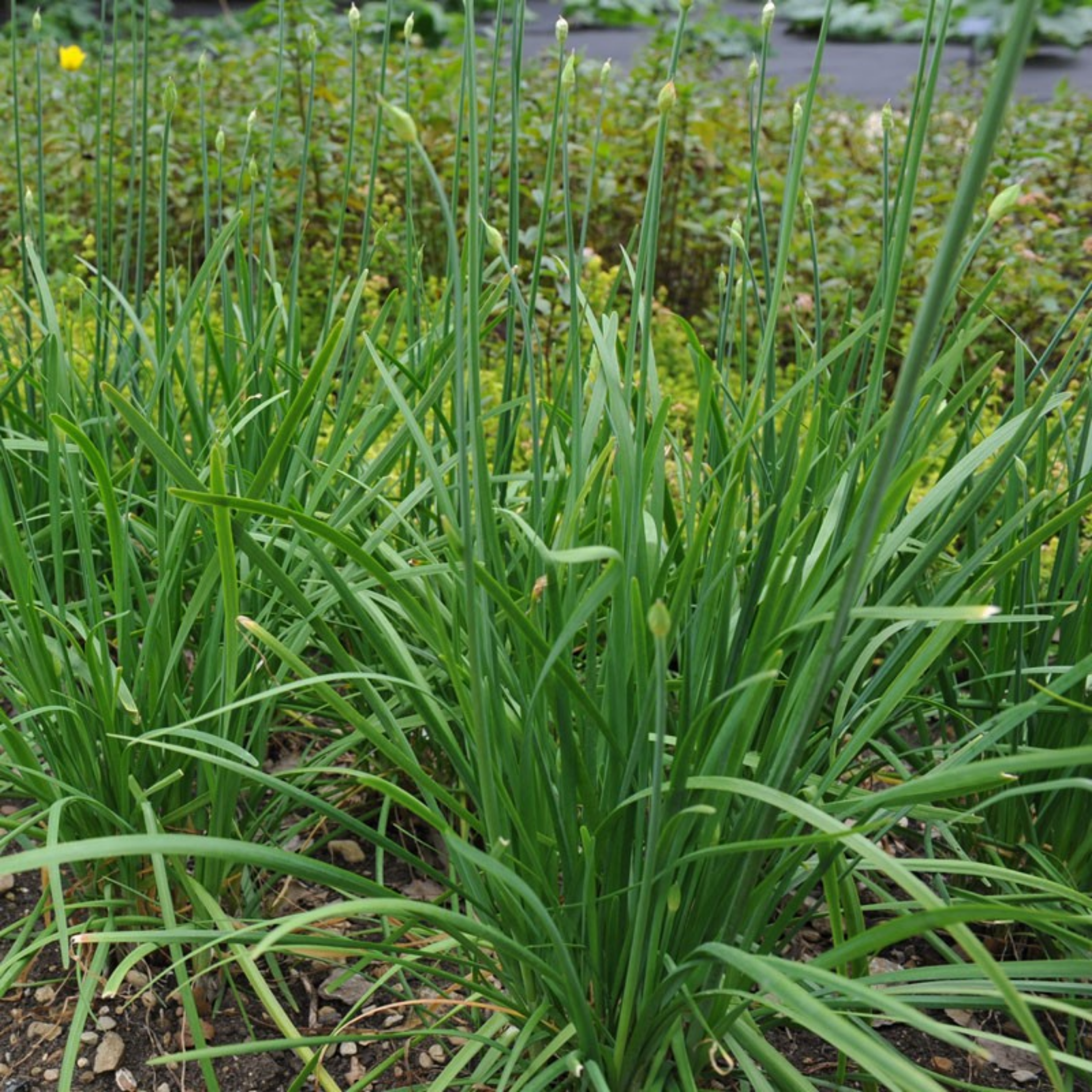 Garlic Chives - Allium tuberosum