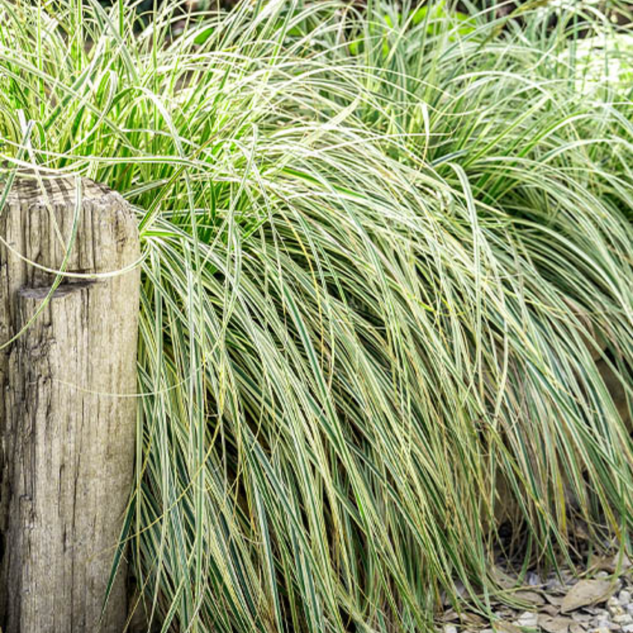 Japanese Variegated Sedge - Carex oshimensis 'Feather Falls'