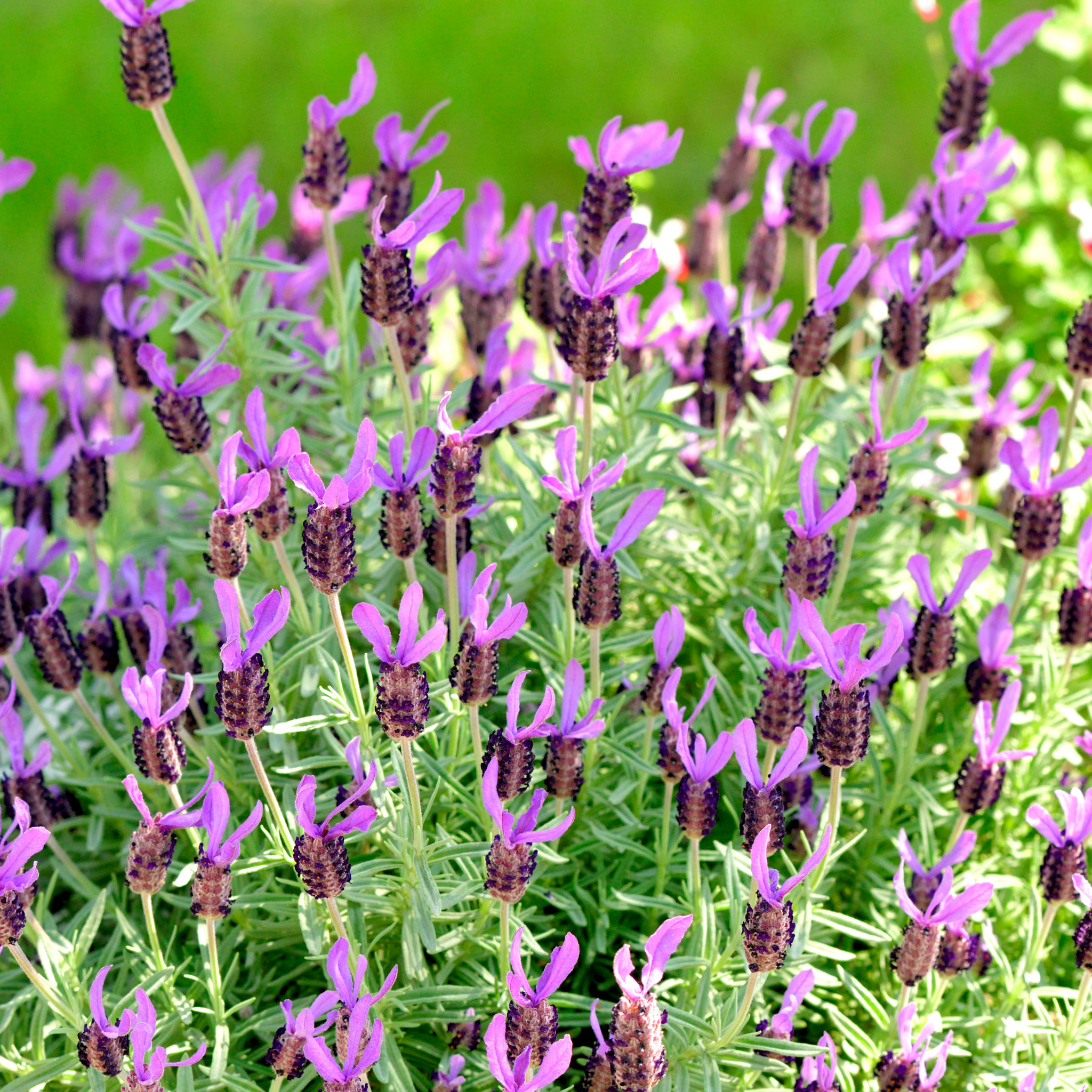 French Lavender - Lavandula pedunculata The Princess PBR