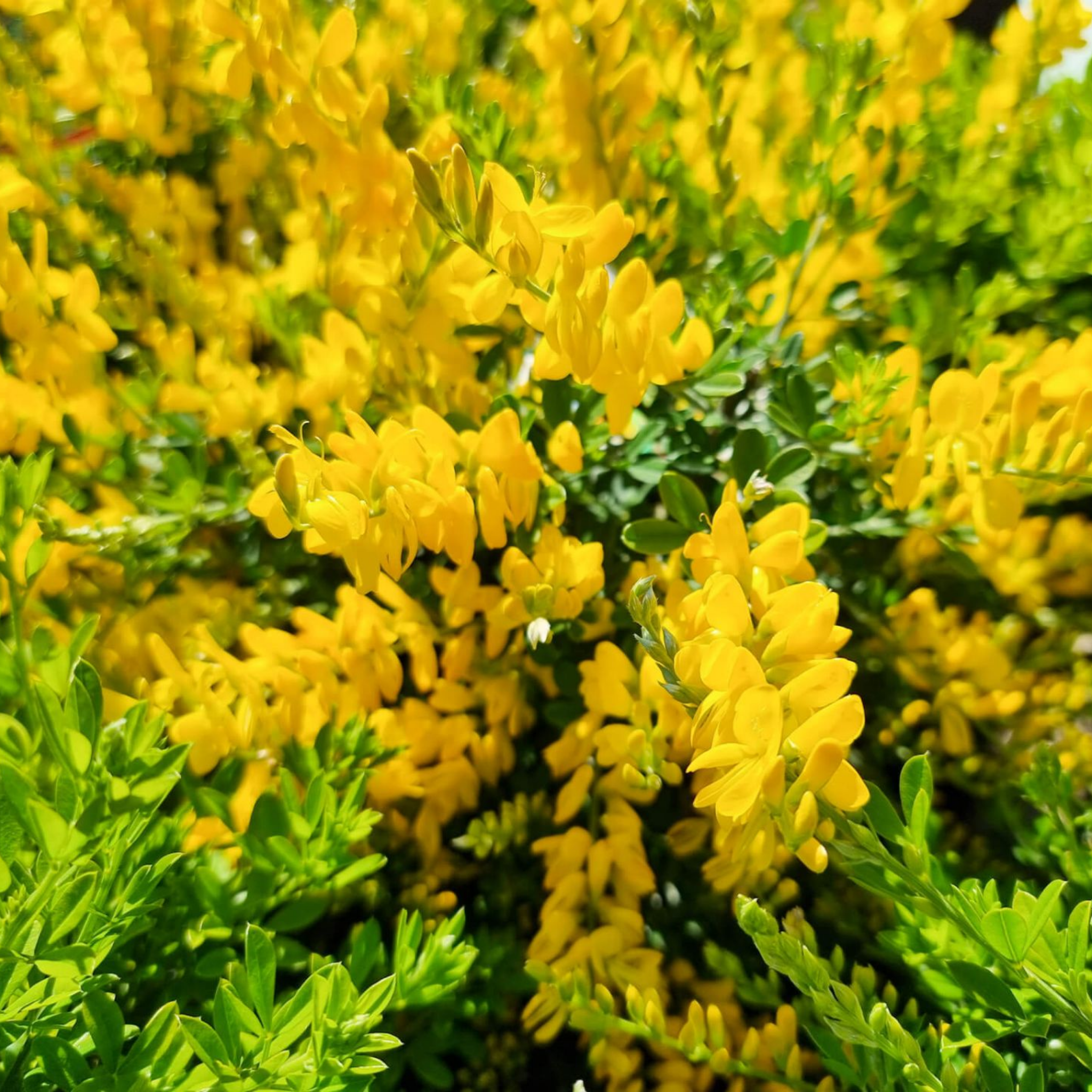 Dwarf Yellow Broom - Cytisus racemosus Nana
