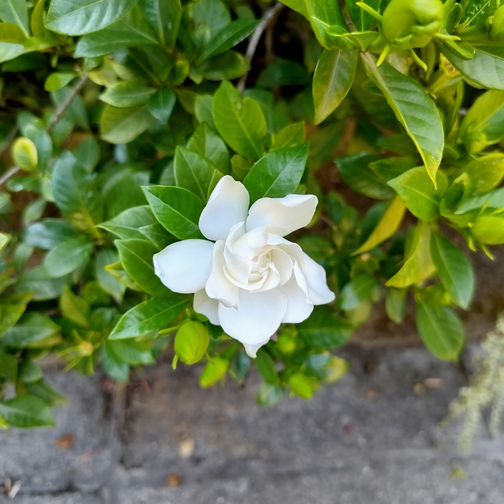 Gardenia augusta Aimee Yoshiba