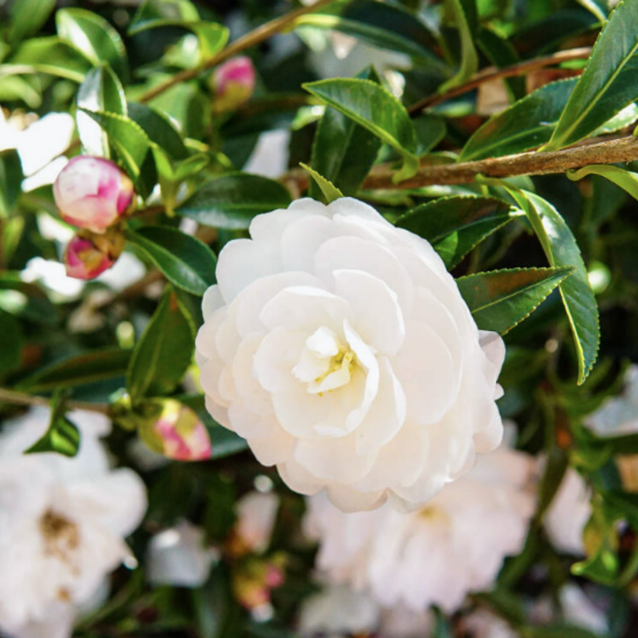 Camellia Early Pearly - Camellia sasanqua Early Pearly