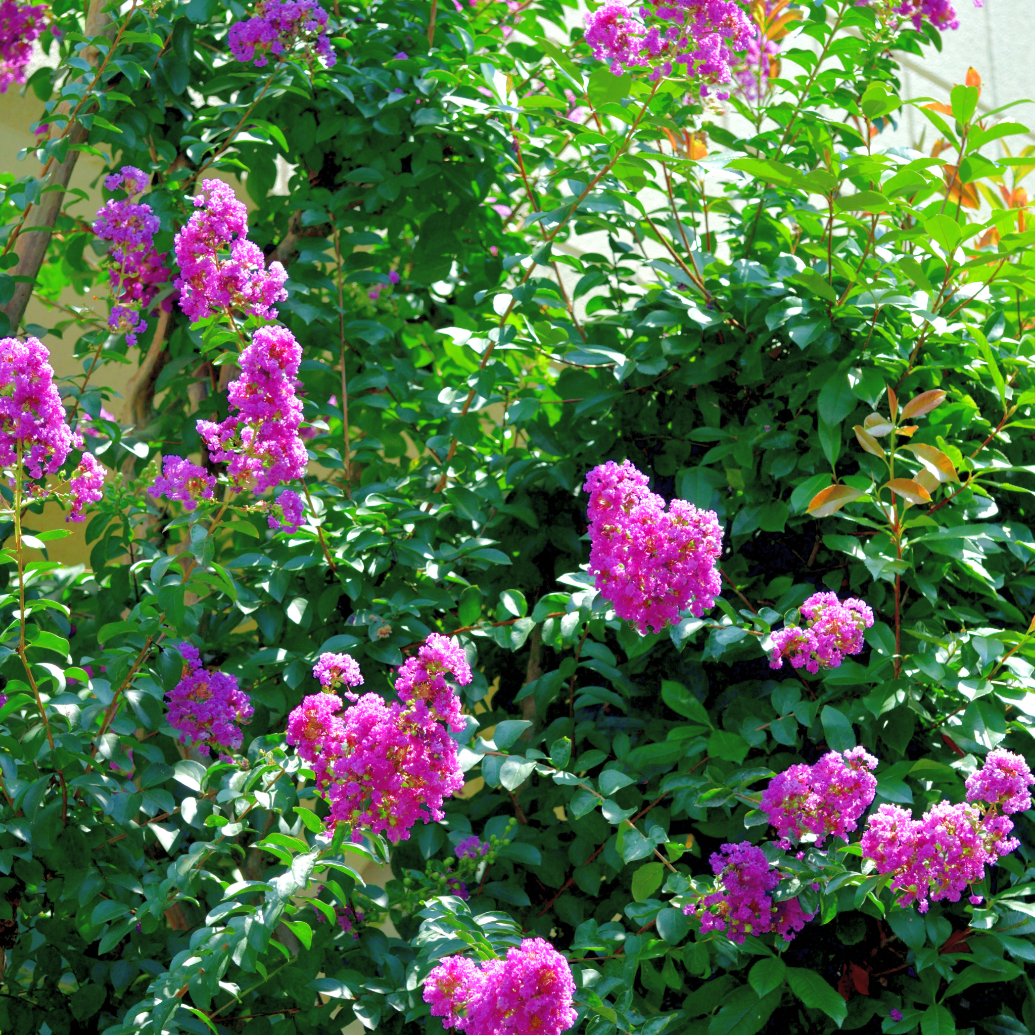 Purple Crepe Myrtle 'Zuni' - Lagerstroemia indica fauriei Zuni