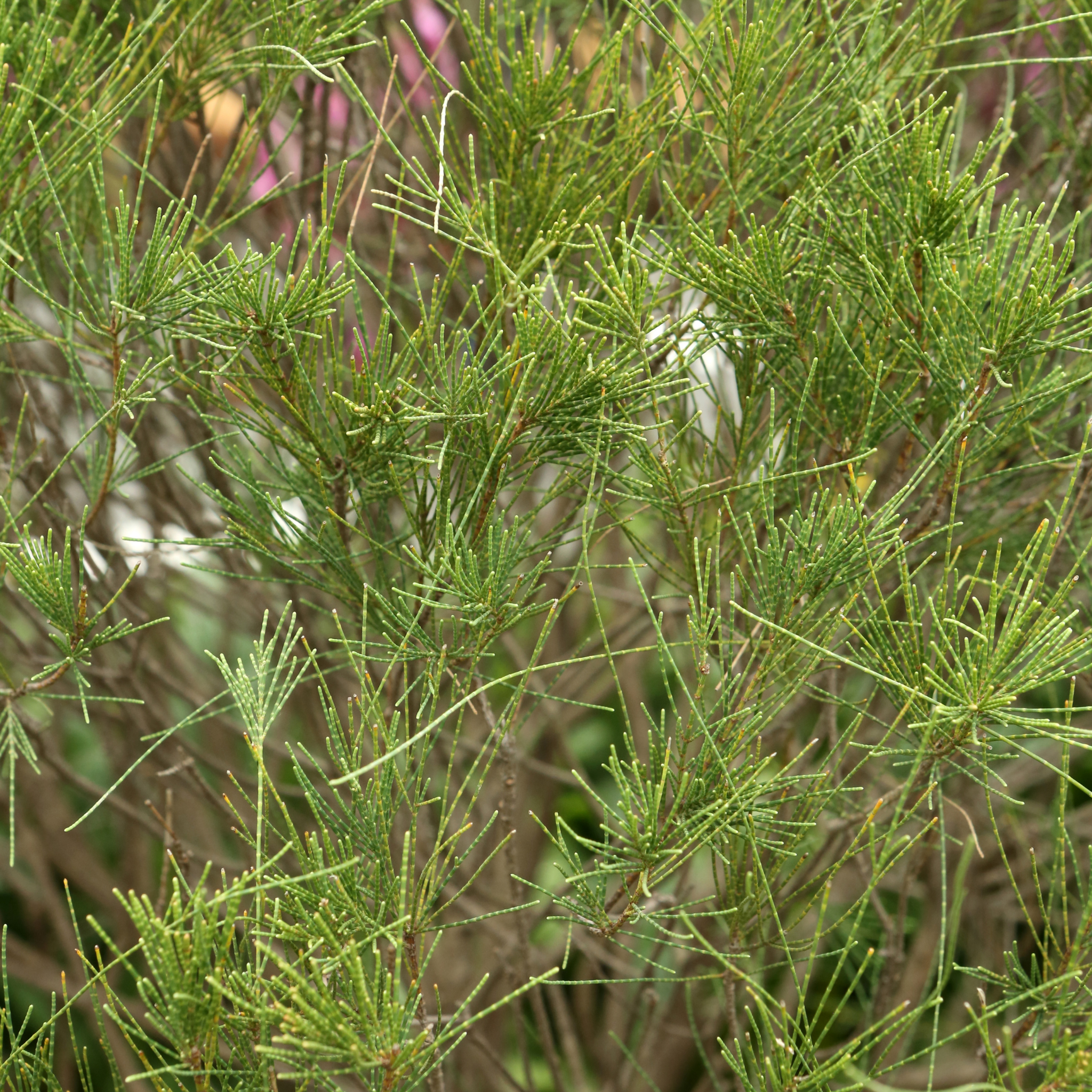 Groundcover Sheoak Green Wave - Casuarina glauca 'Green Wave'