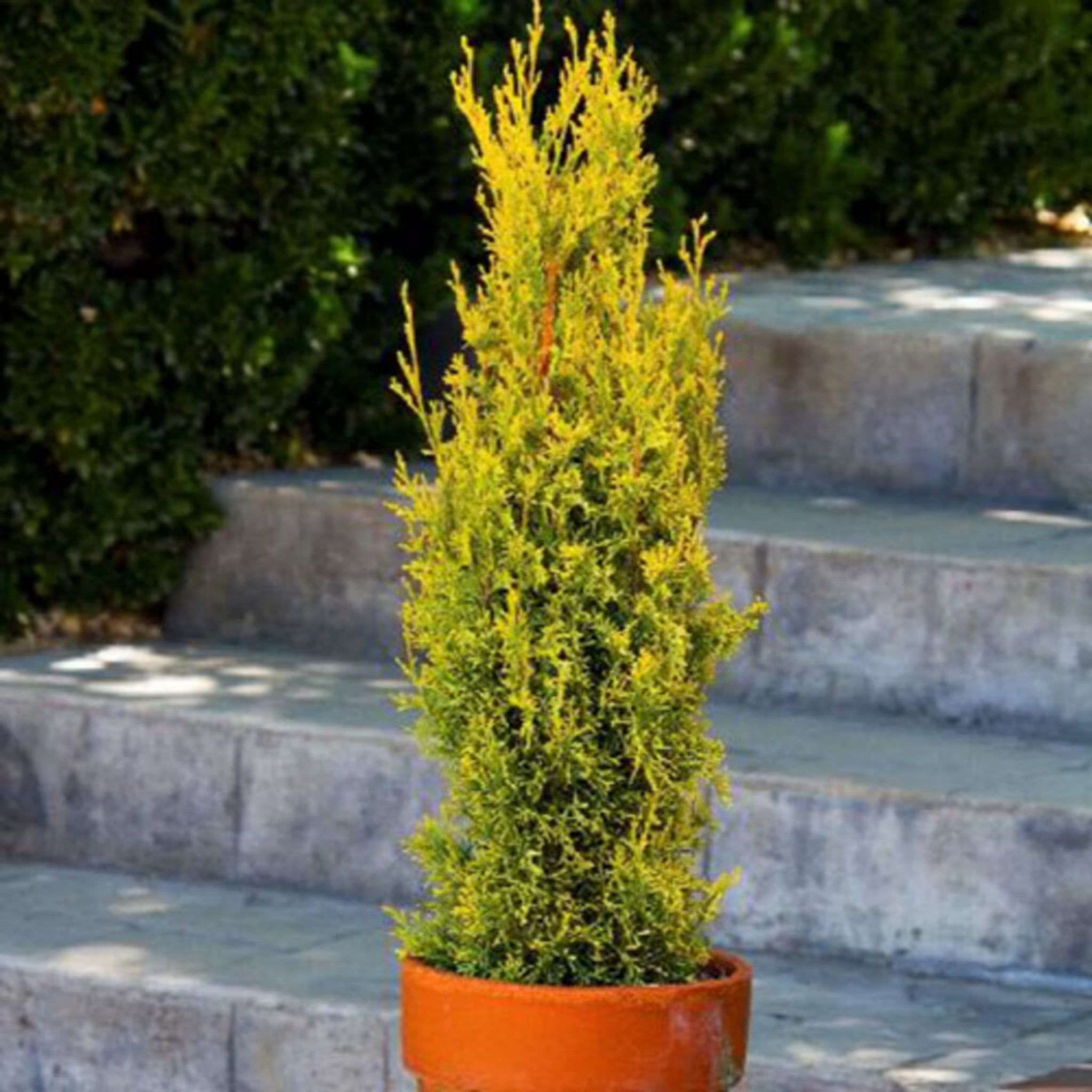 Swanes Golden Pencil Pine - Golden Italian Cypress Cupressus sempervirens