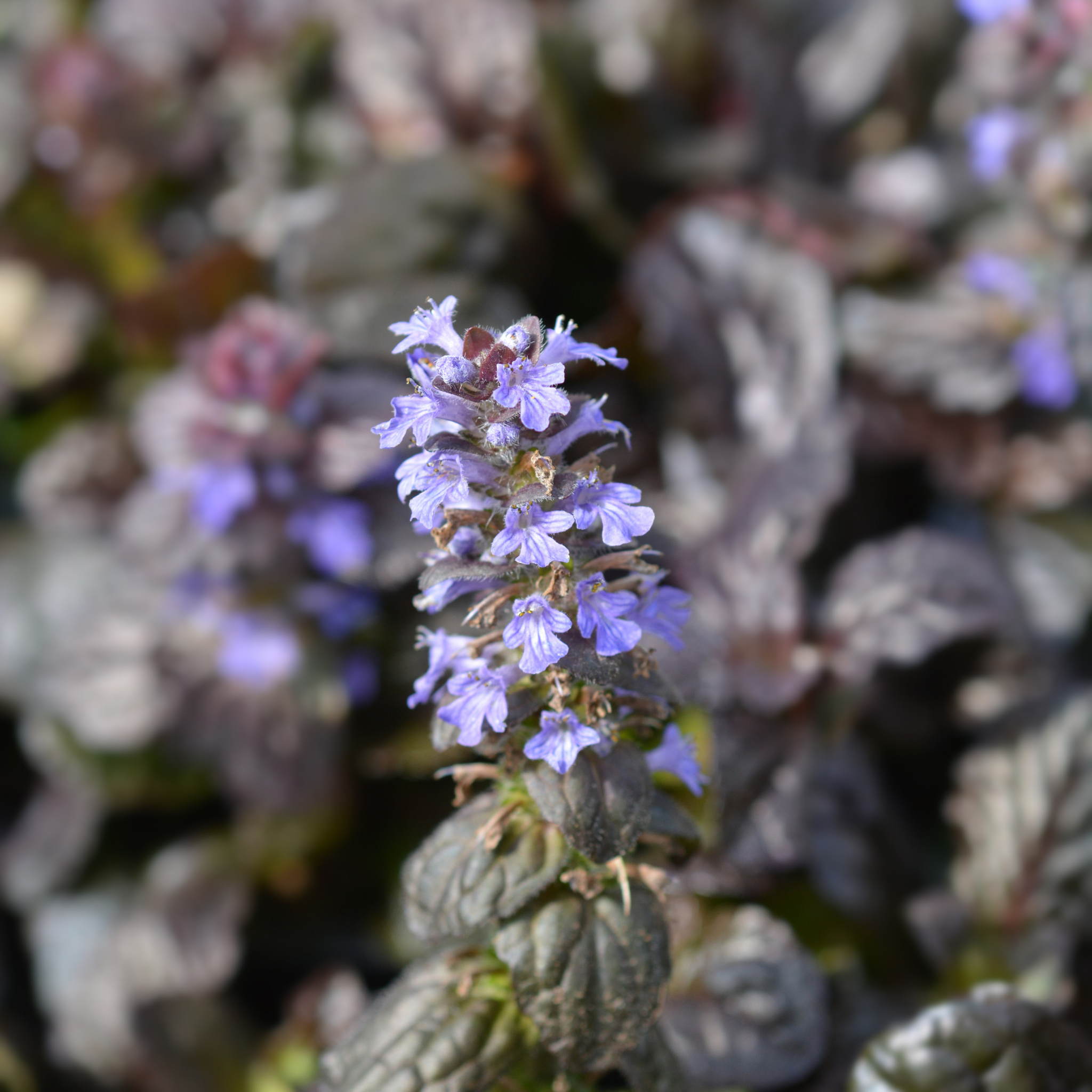 Ajuga Burgundy Glow - Ajuga reptans Burgundy Glow