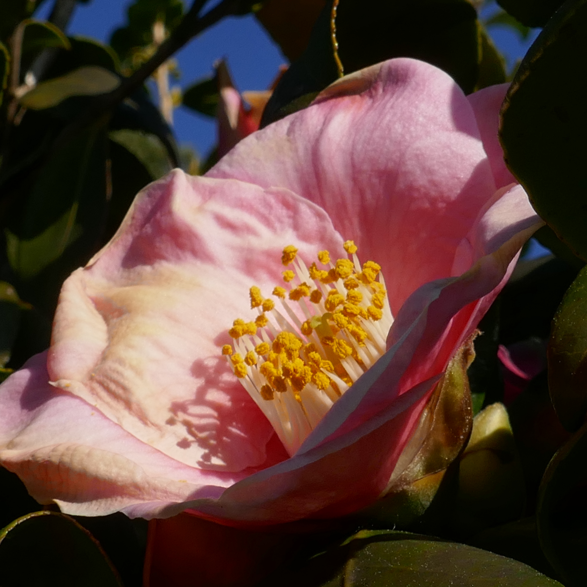 Camellia Plantation Pink - Camellia sasanqua 'Plantation Pink'
