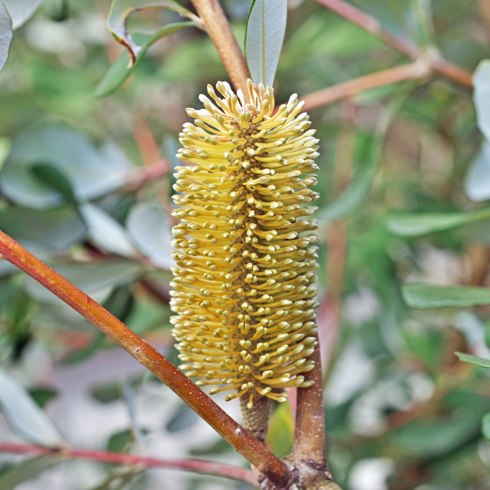 Close-up of a yellow banksia flower on a blurred green background